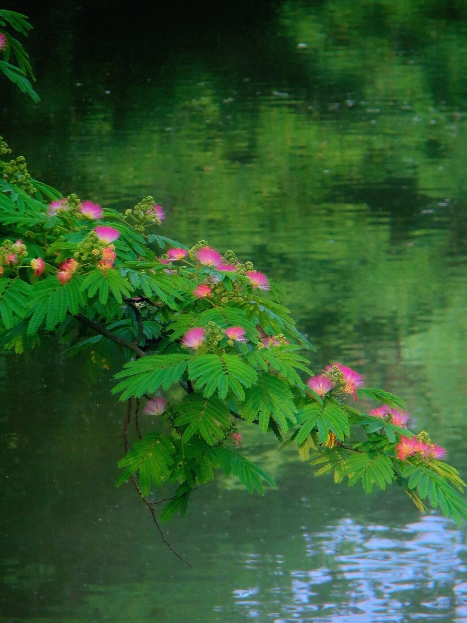 合欢花寓意是什么呢 花语:合家欢乐,夫妻恩爱,富贵吉祥