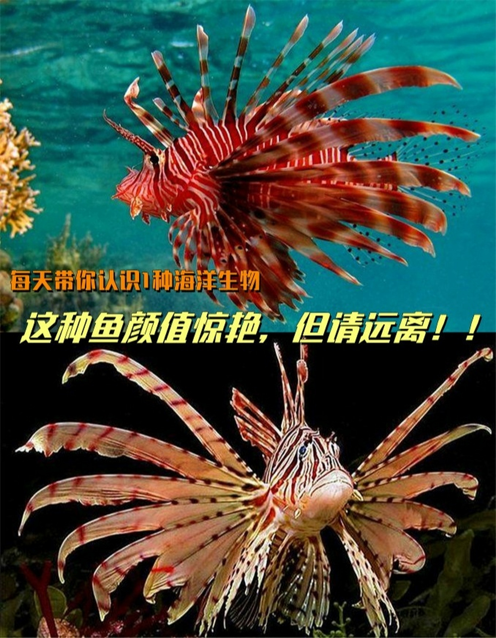【d4】每天带你认识1种海洋生物:狮子鱼 🐟狮子鱼,学名:蓑鲉,长长的