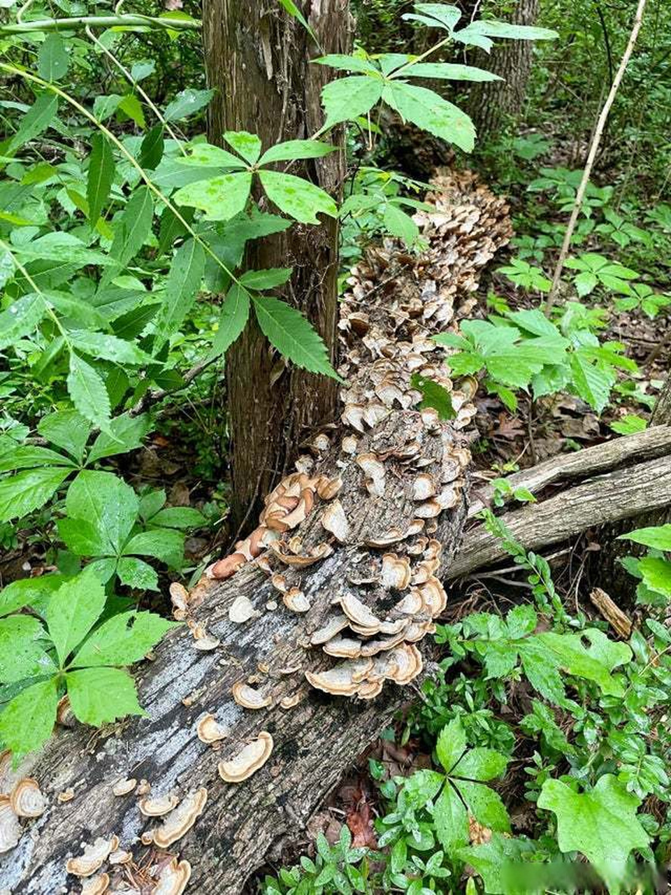 图片中有一条隐身的蛇.