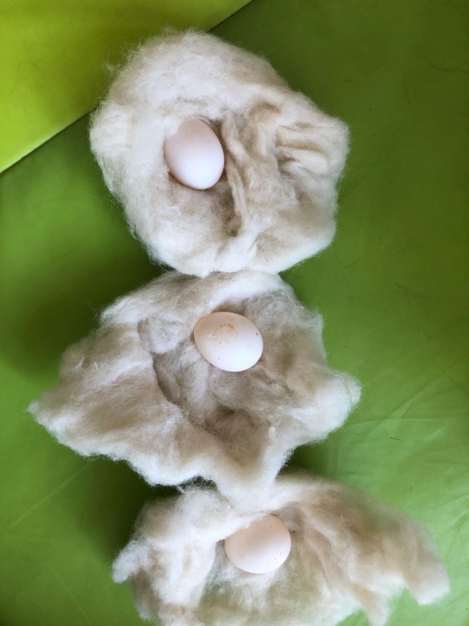 在这里记录三枚牡丹鹦鹉蛋的孵化day1 太纯新手,有操作失误的地方请朋