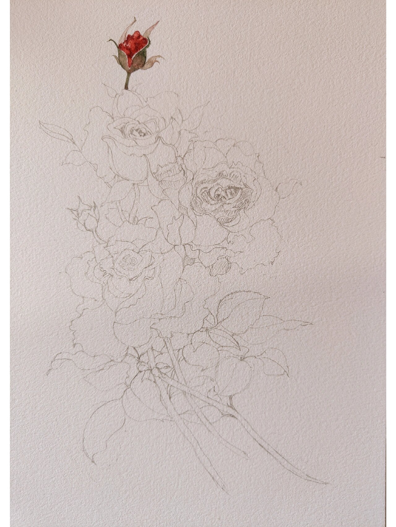 水彩/复古玫瑰花(含步骤)