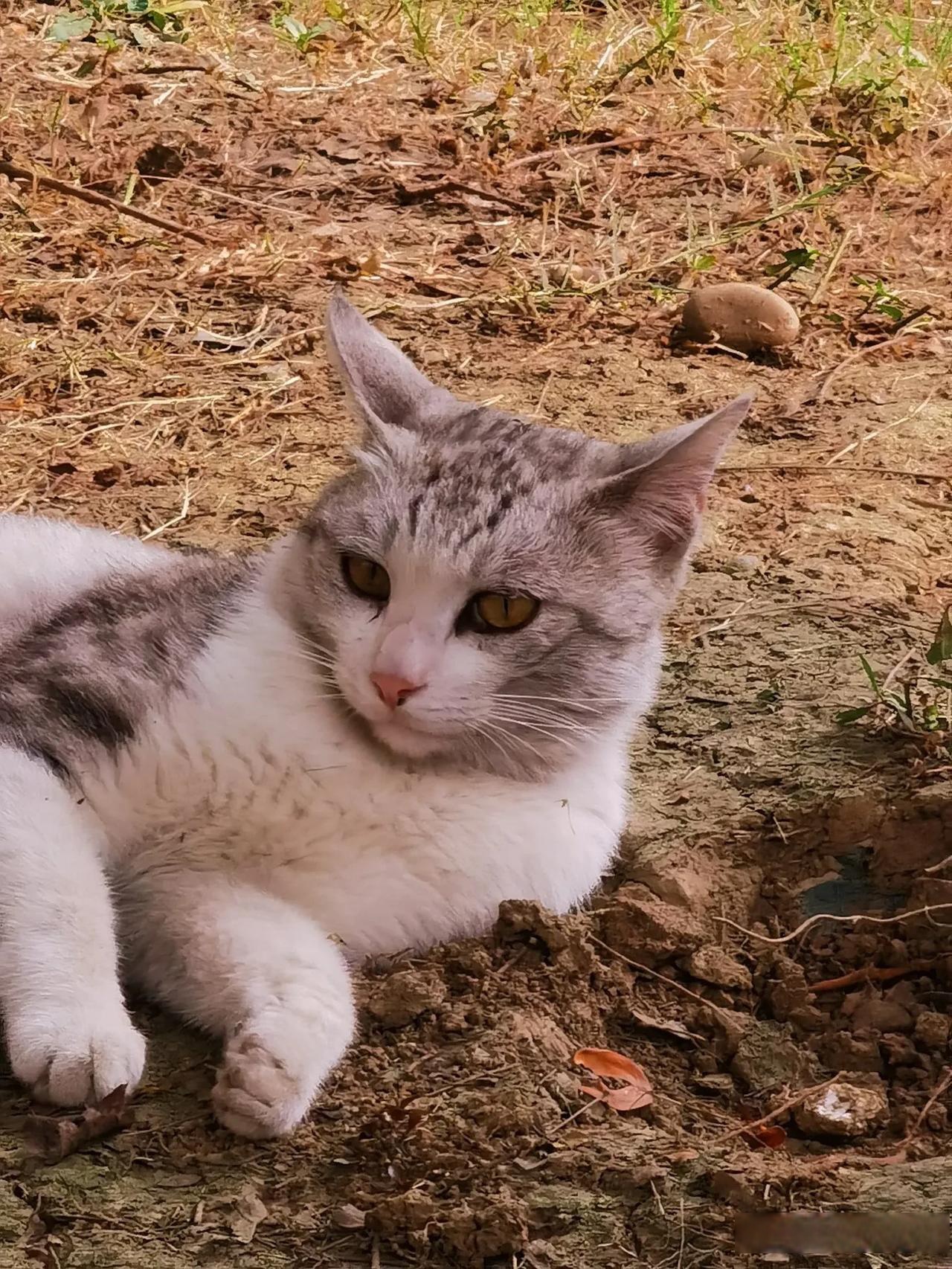 猫的样子描述图片