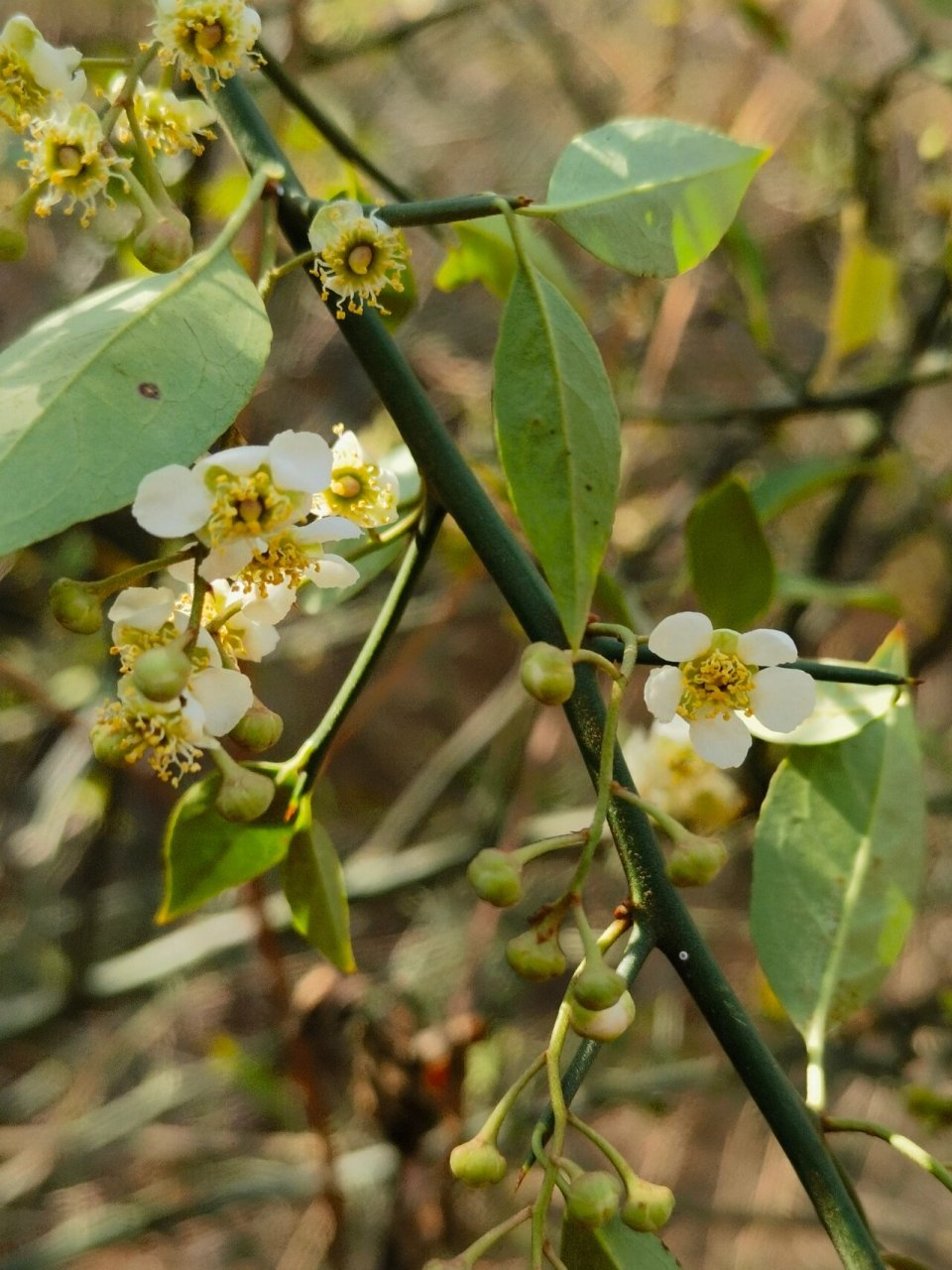 扁核木| 刺上生出叶来的"蔷薇"花 蔷薇科,扁核木属,扁核木.
