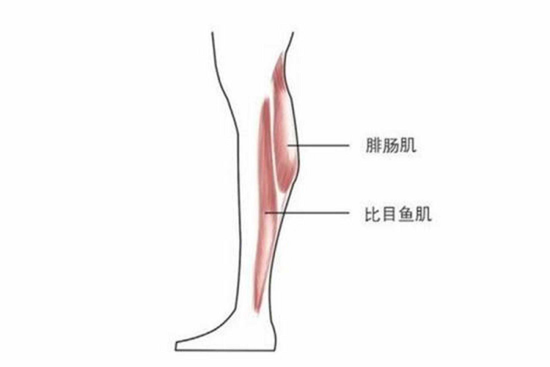 98人体中的二头肌包括肱二头肌和股二头肌,分别位于上臂前侧和大腿.