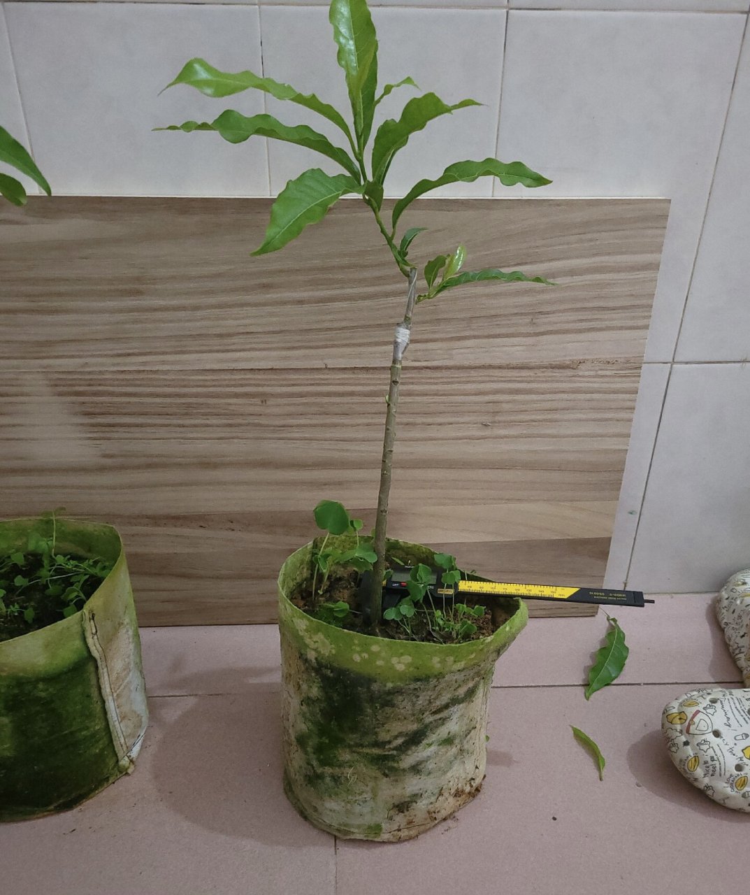 7蜜糖黄晶果嫁接苗,两颗高度三十五,整高五十,矮接#黄金果# #黄金果苗