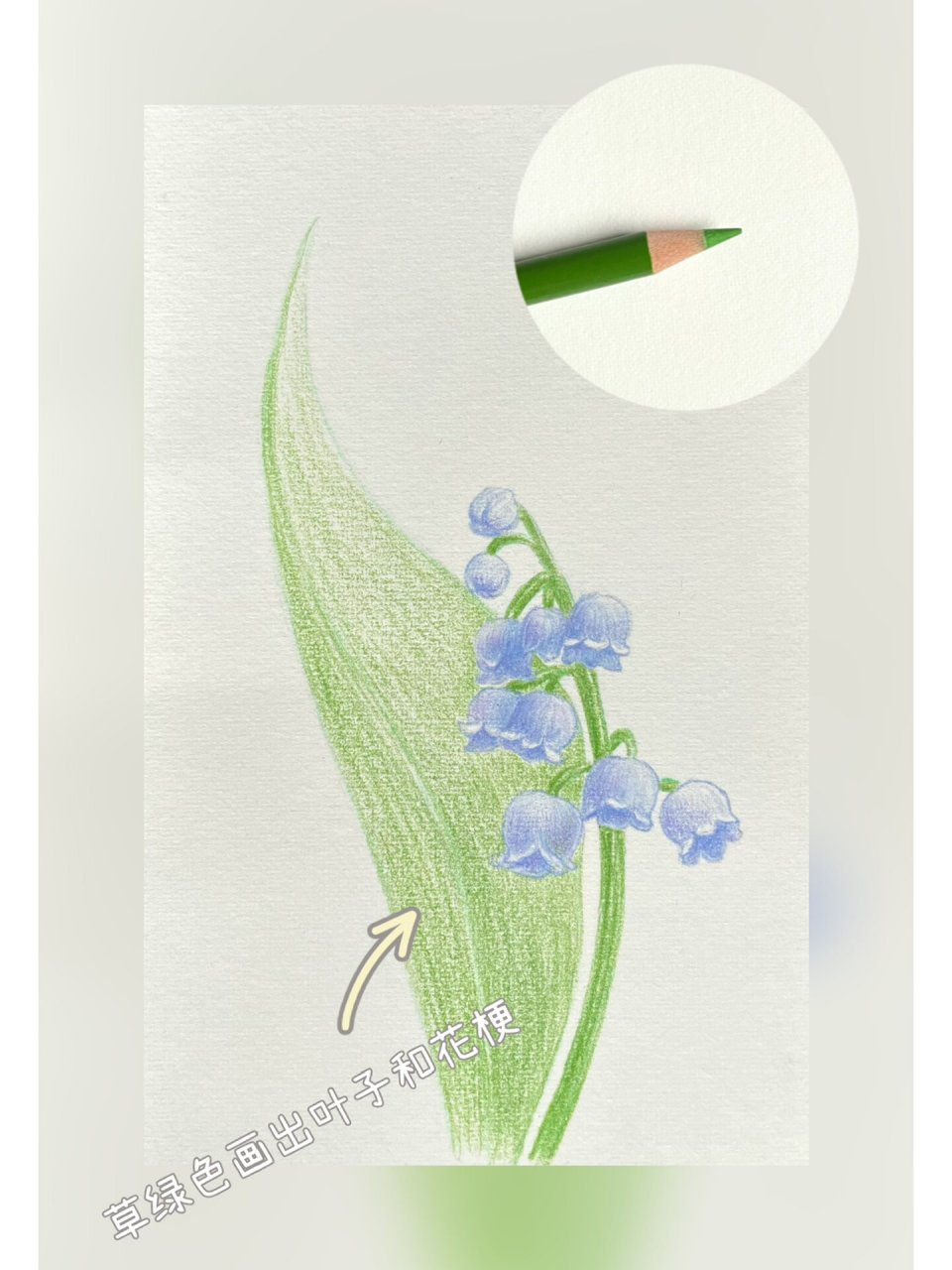 彩铅花卉(12)铃兰花 铃兰花的绘画步骤图