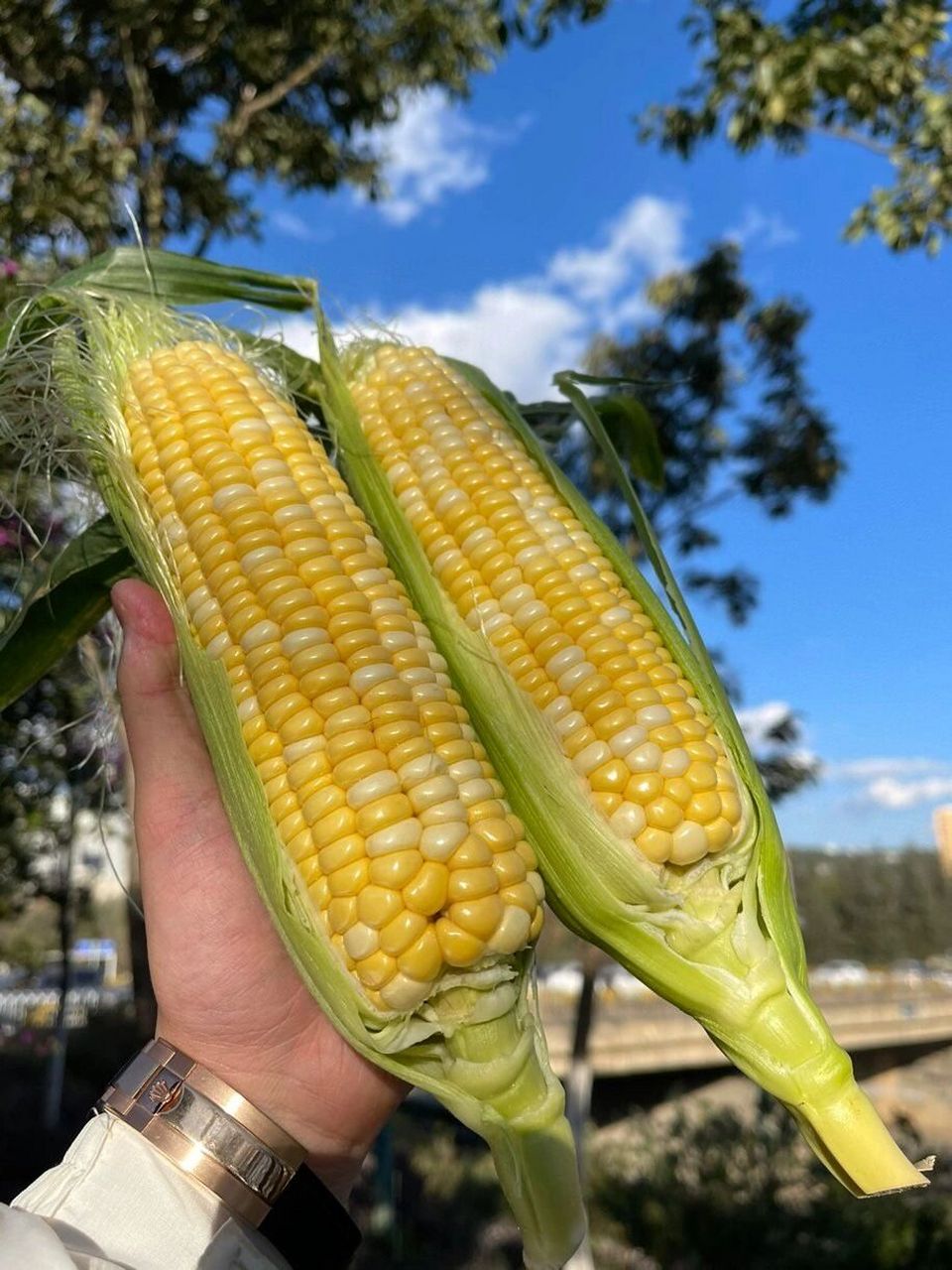 990一箱水果玉米99 99云南水果玉米,中果尝鲜活动来啦,一箱12.