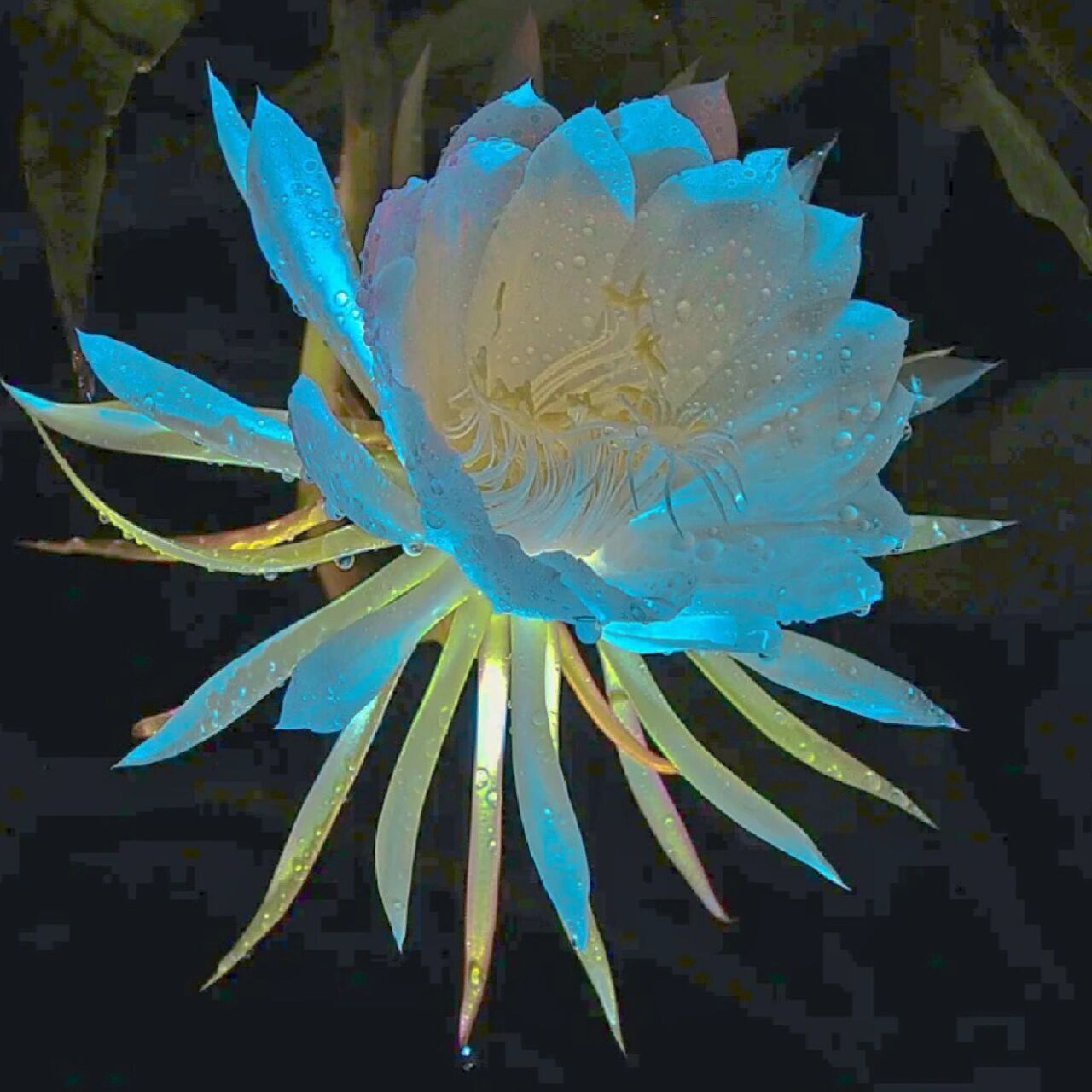 昙花花语:刹那间的美丽,一瞬间的永恒 昙花花语:刹那间的美丽,一瞬间