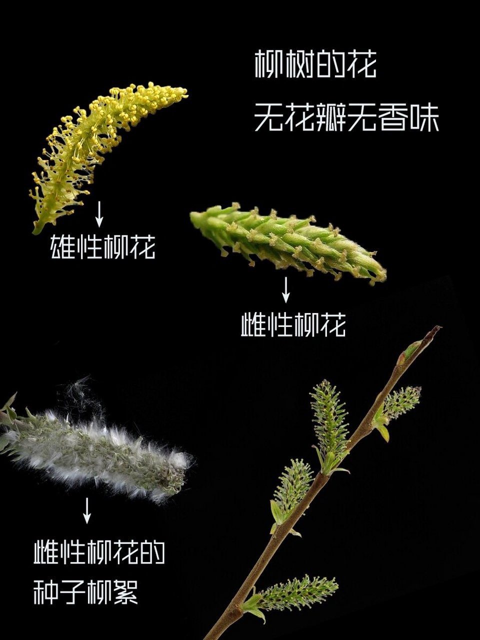 有果实和种子 95柳树为雌雄异株植物,雌雄株都会开花,但长的很不一