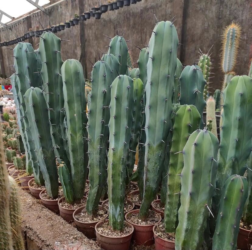 家居植物分享-龙神木 仙人掌科,龙神柱属多年生草本多浆植物.