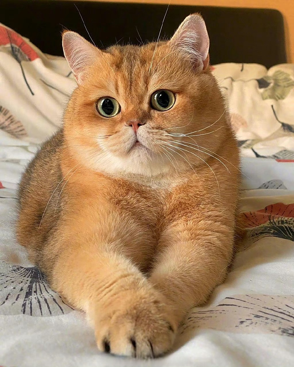 小油瓶分享# 胖胖的大橘猫谁不爱?