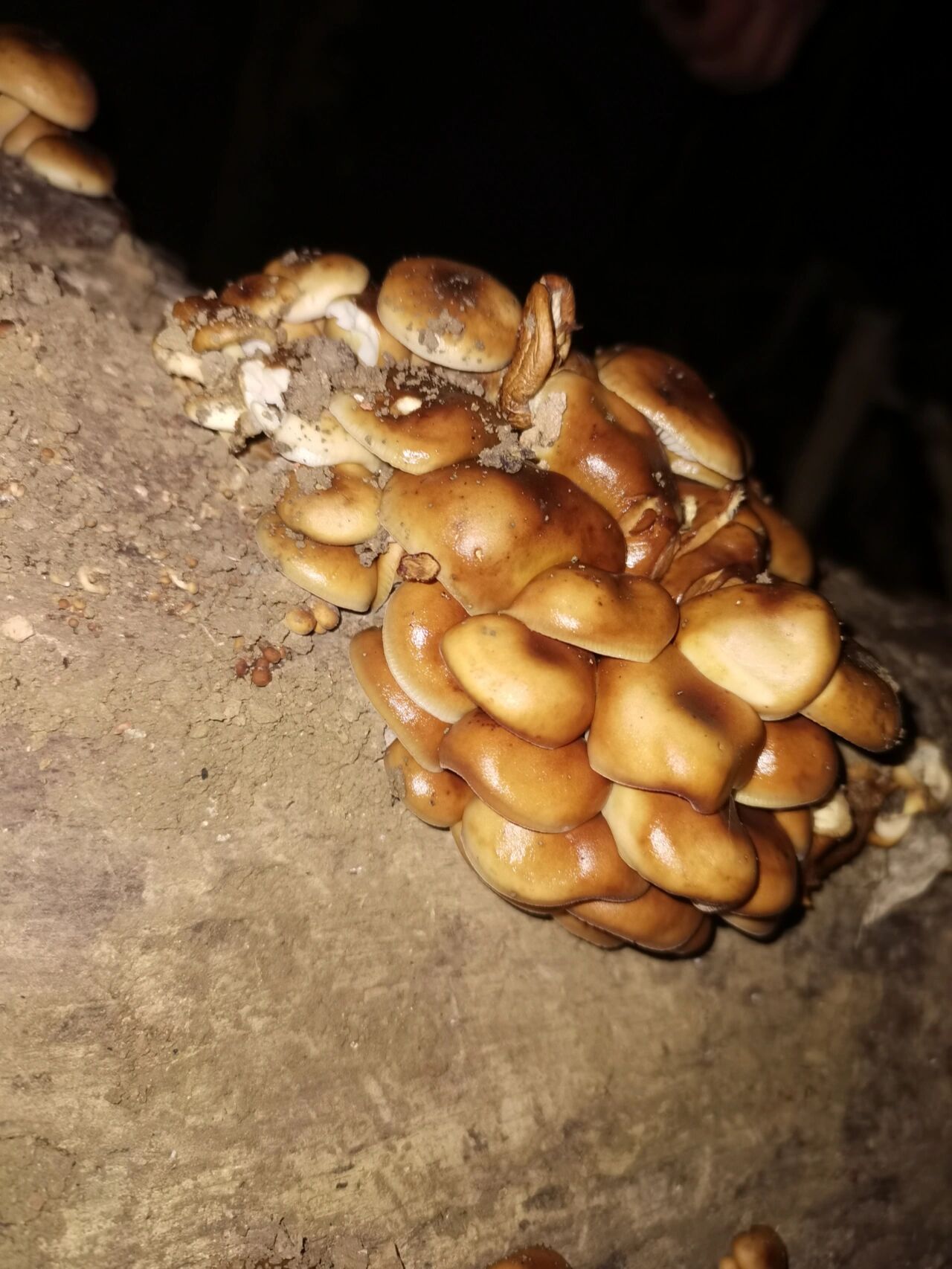 核桃树上长的野生蘑菇 在线求助是否可食用,急