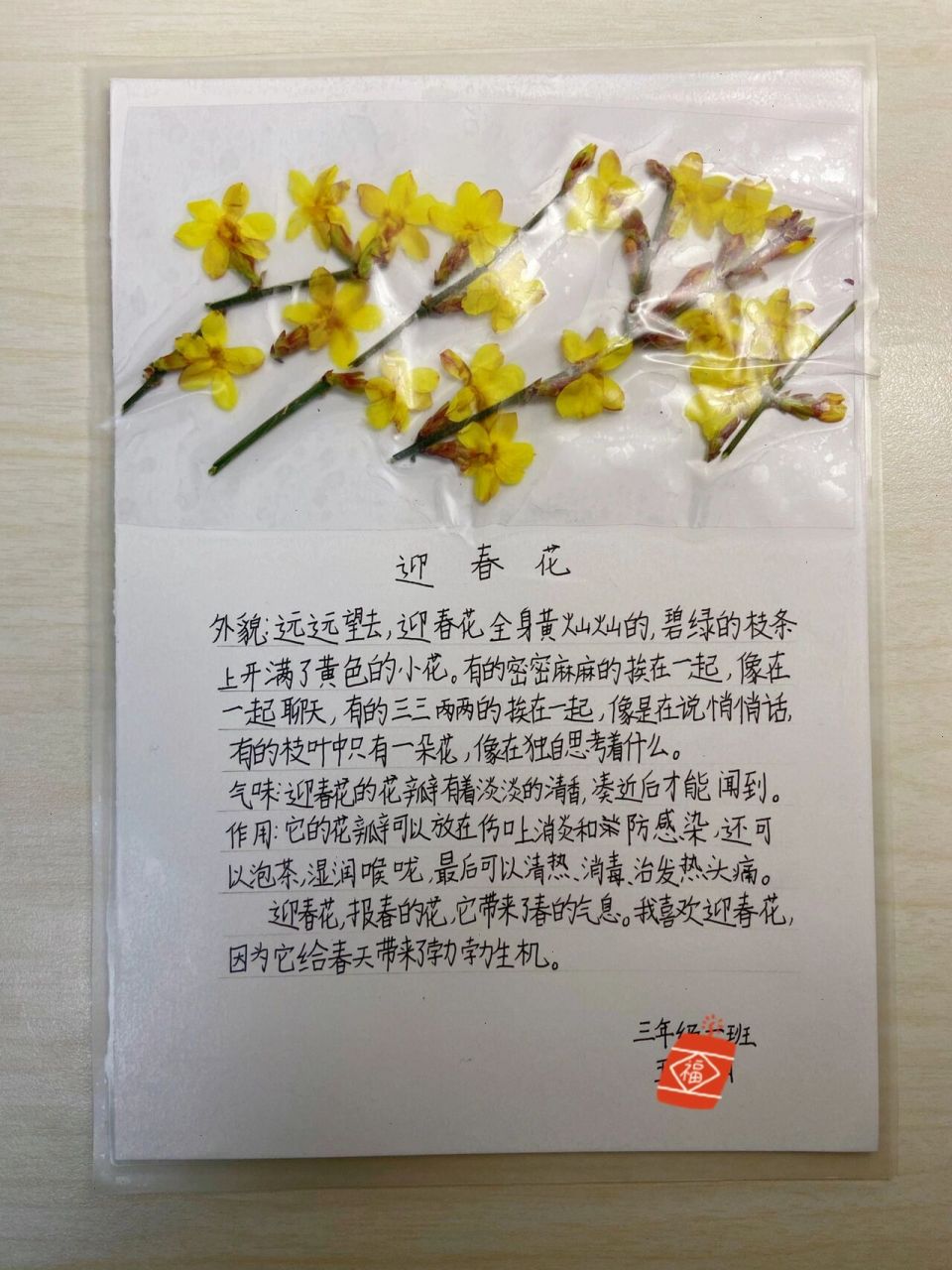 描写植物 迎春花标本 外貌描写 第一单元 小 三年级 三年级下册语文我