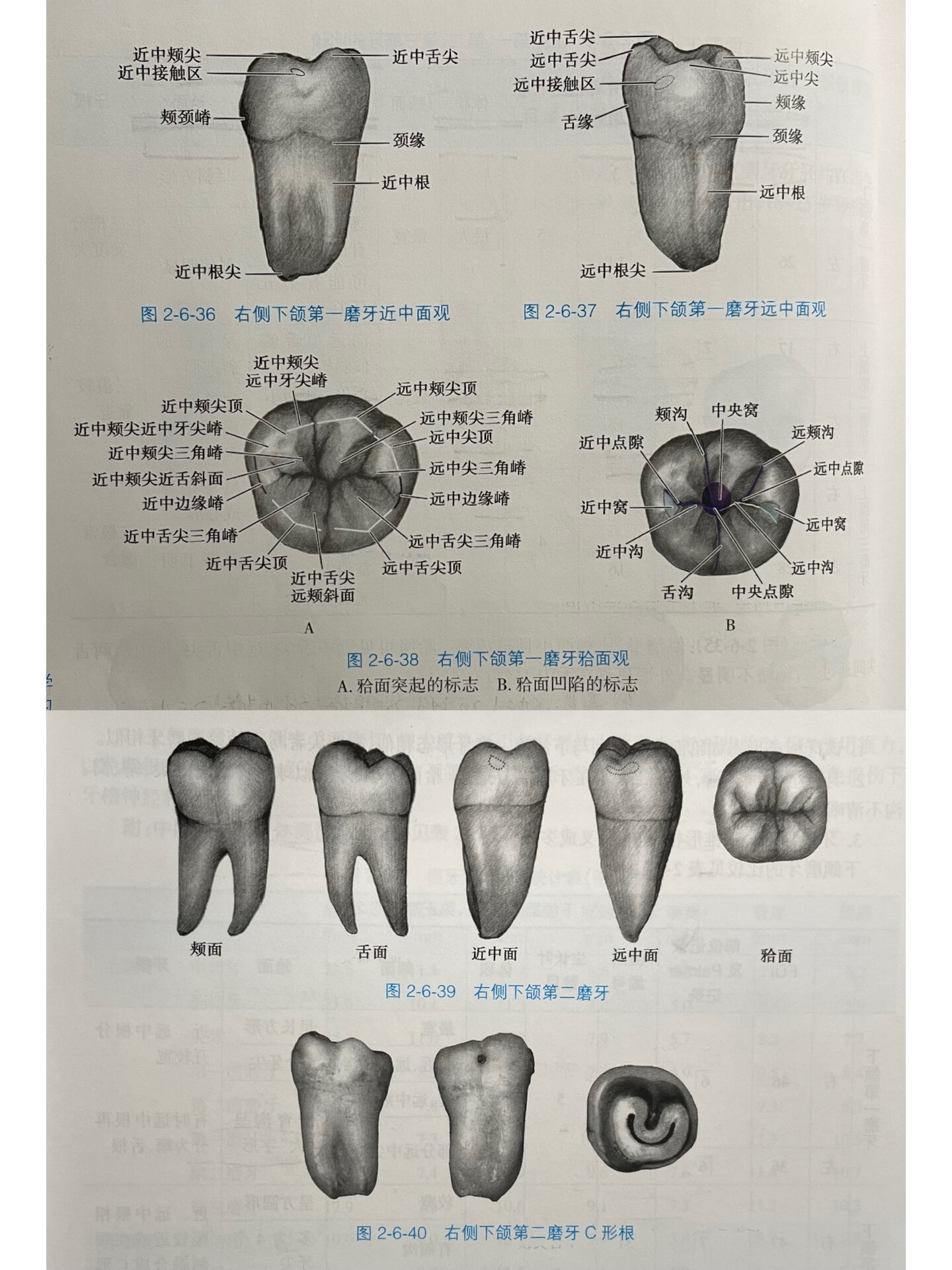 右下磨牙合面解剖标志图