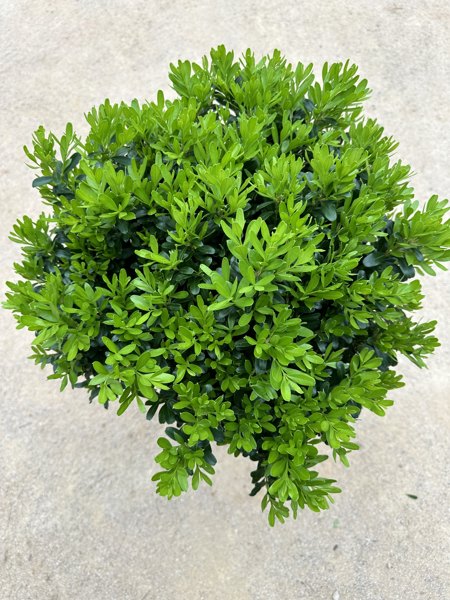 雀舌黄杨 小叶黄杨 黄杨