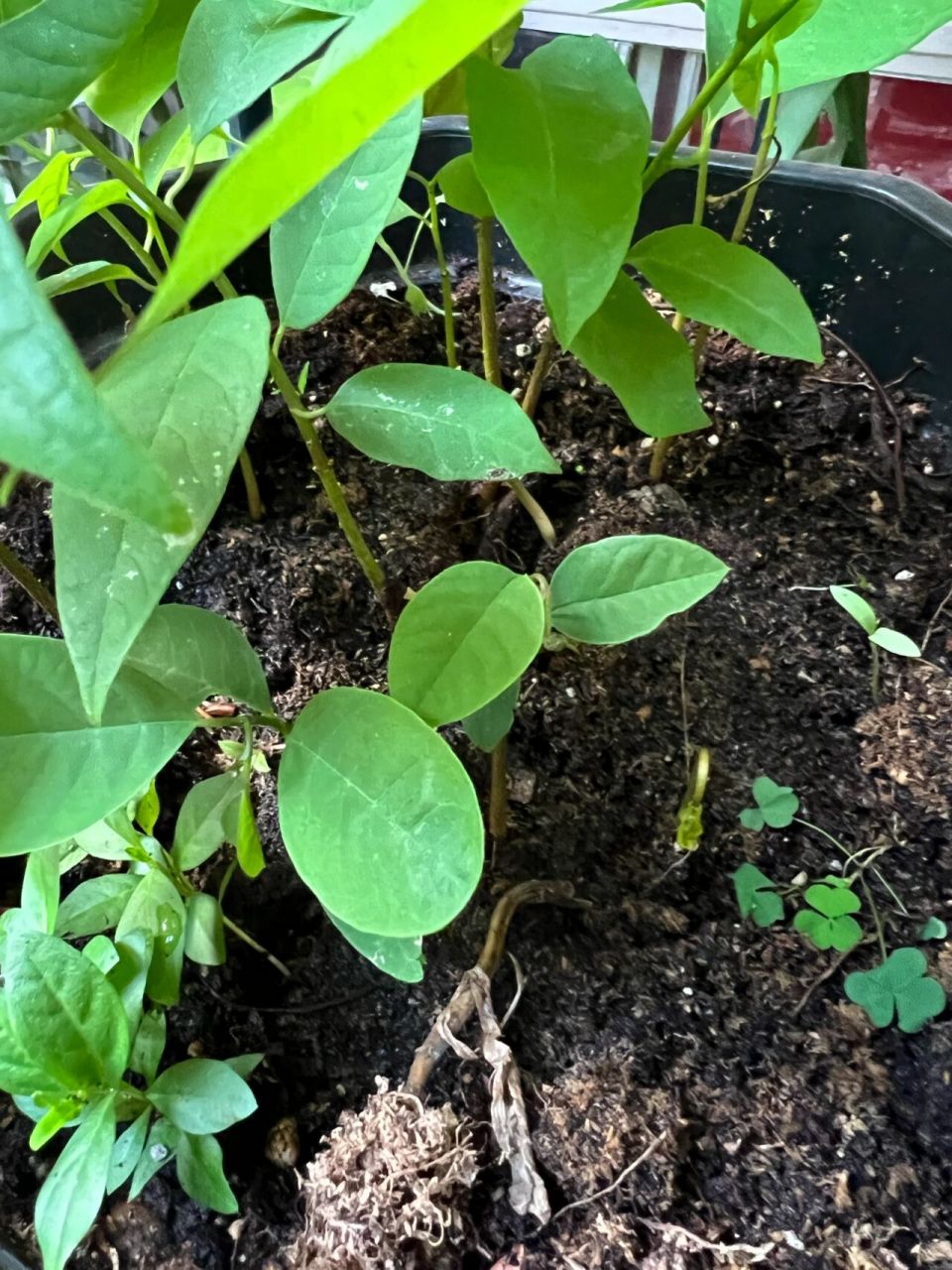 释迦果实生苗 有想领回家的吗?