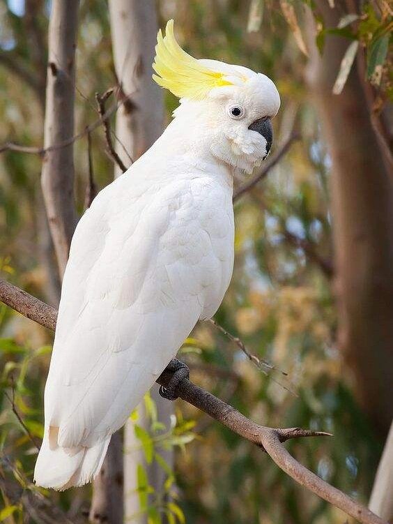 头戴皇冠的鹦鹉