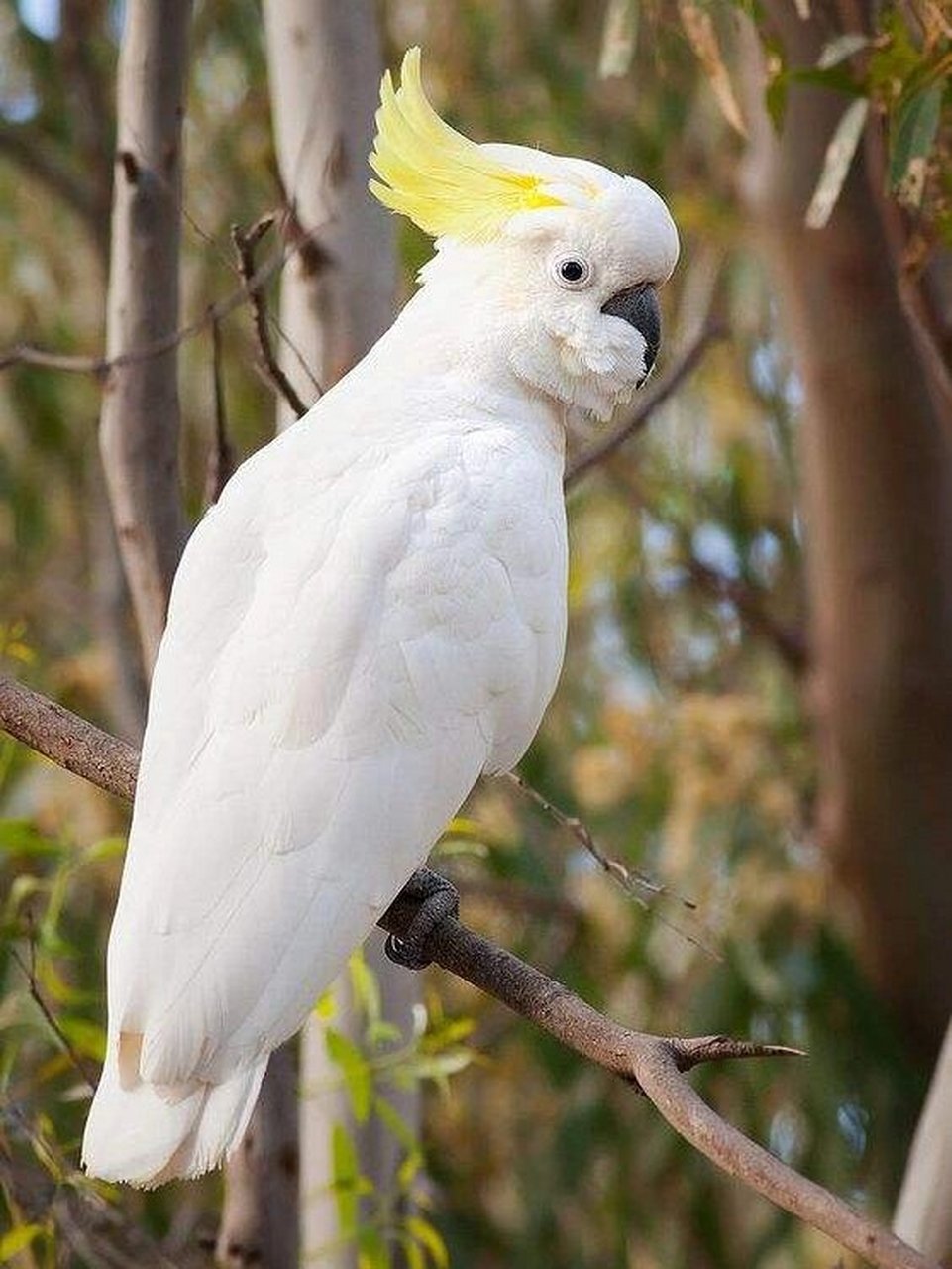 头戴皇冠的鹦鹉 鹦鹉殊姿致,鸾皇得比肩.