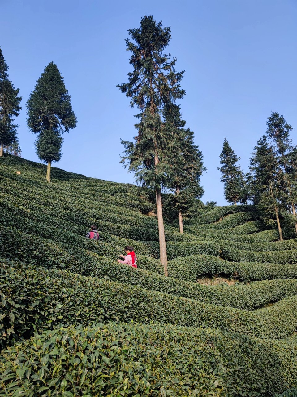 雅安牛碾坪万亩茶园图片