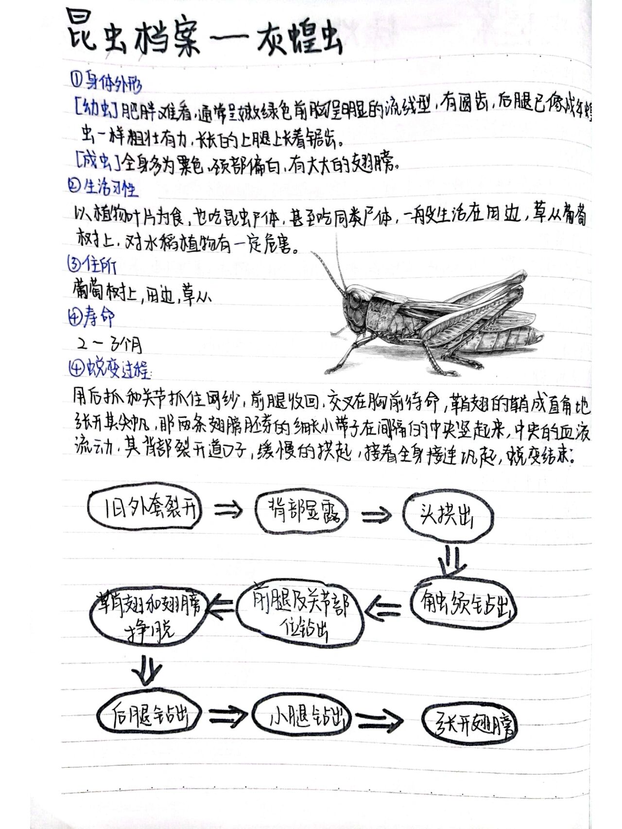 蚱蜢图片灰色图片