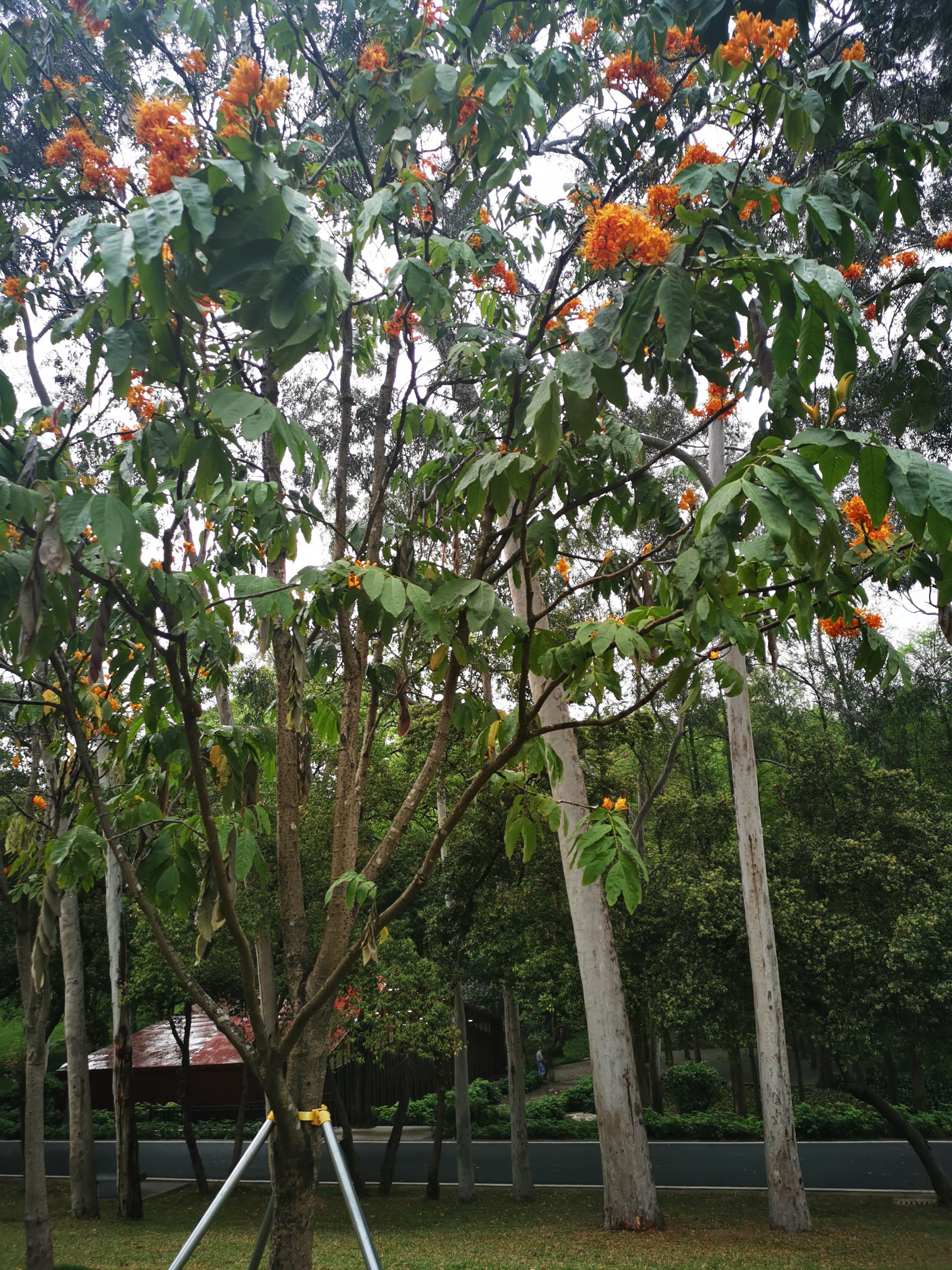 无忧花树无忧花