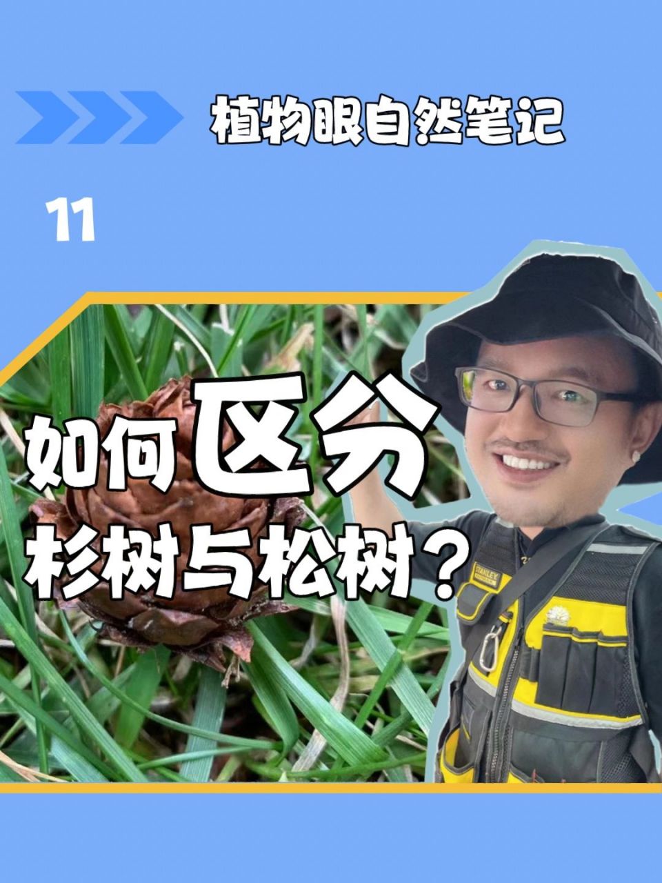冷杉,银杉,铁杉,油杉,黄杉,云杉名字叫杉,却都是松科的.