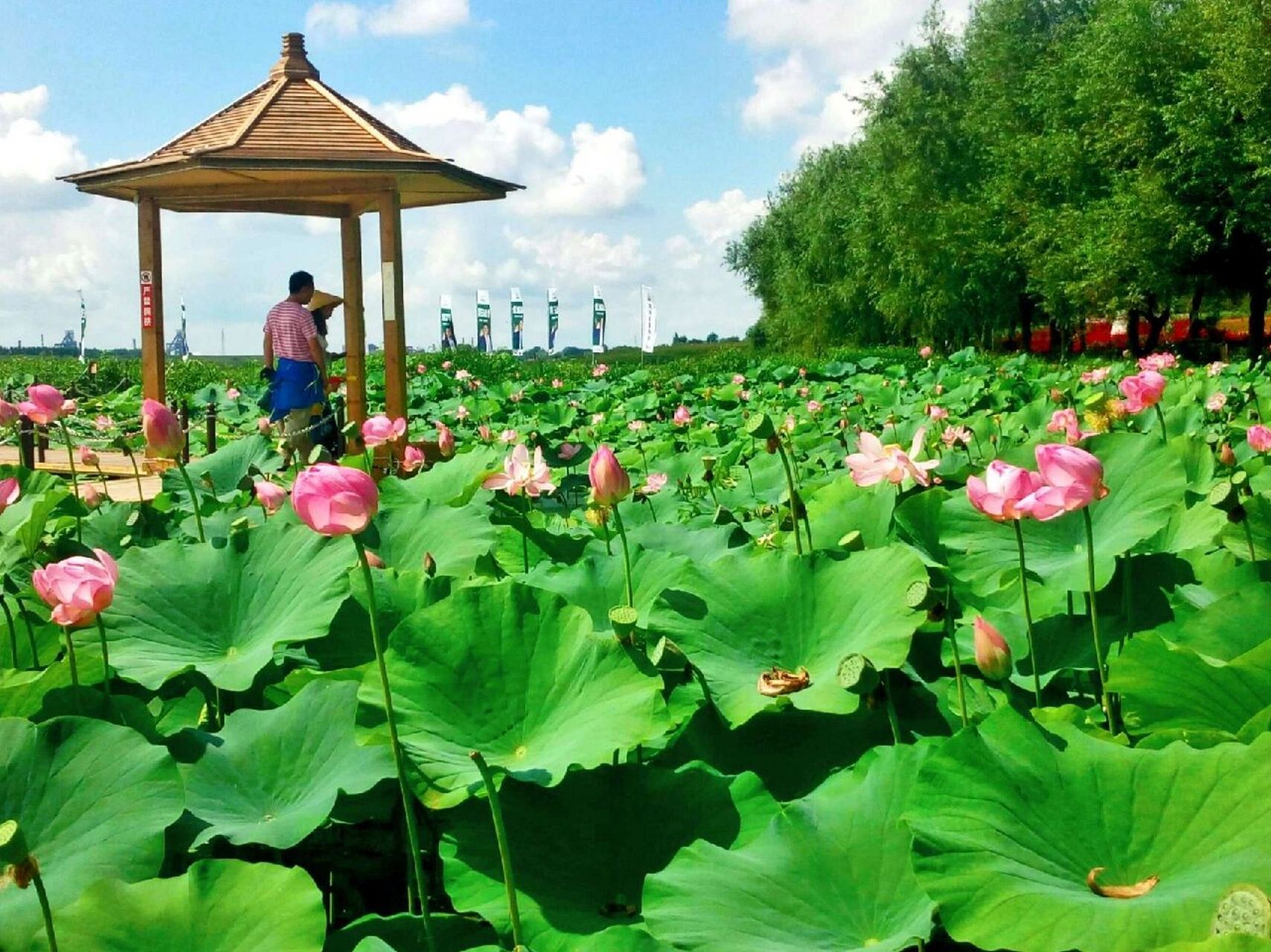 吉林市金珠花海是东北最大的花海乐园,走进了花海你就走进了花的海洋