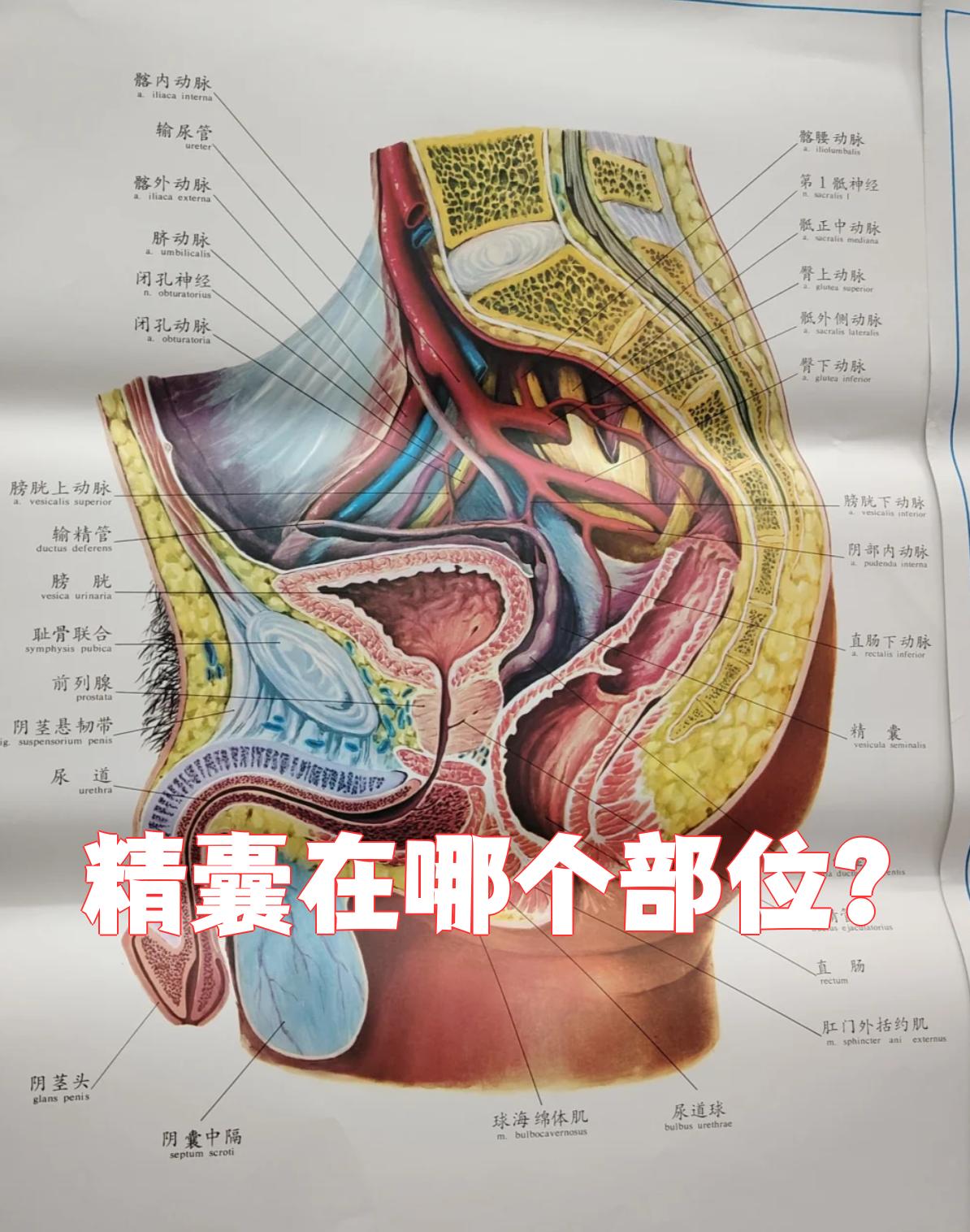 精子由睾丸产生后,会先储存在附睾里,然后通过输精管运送到精囊