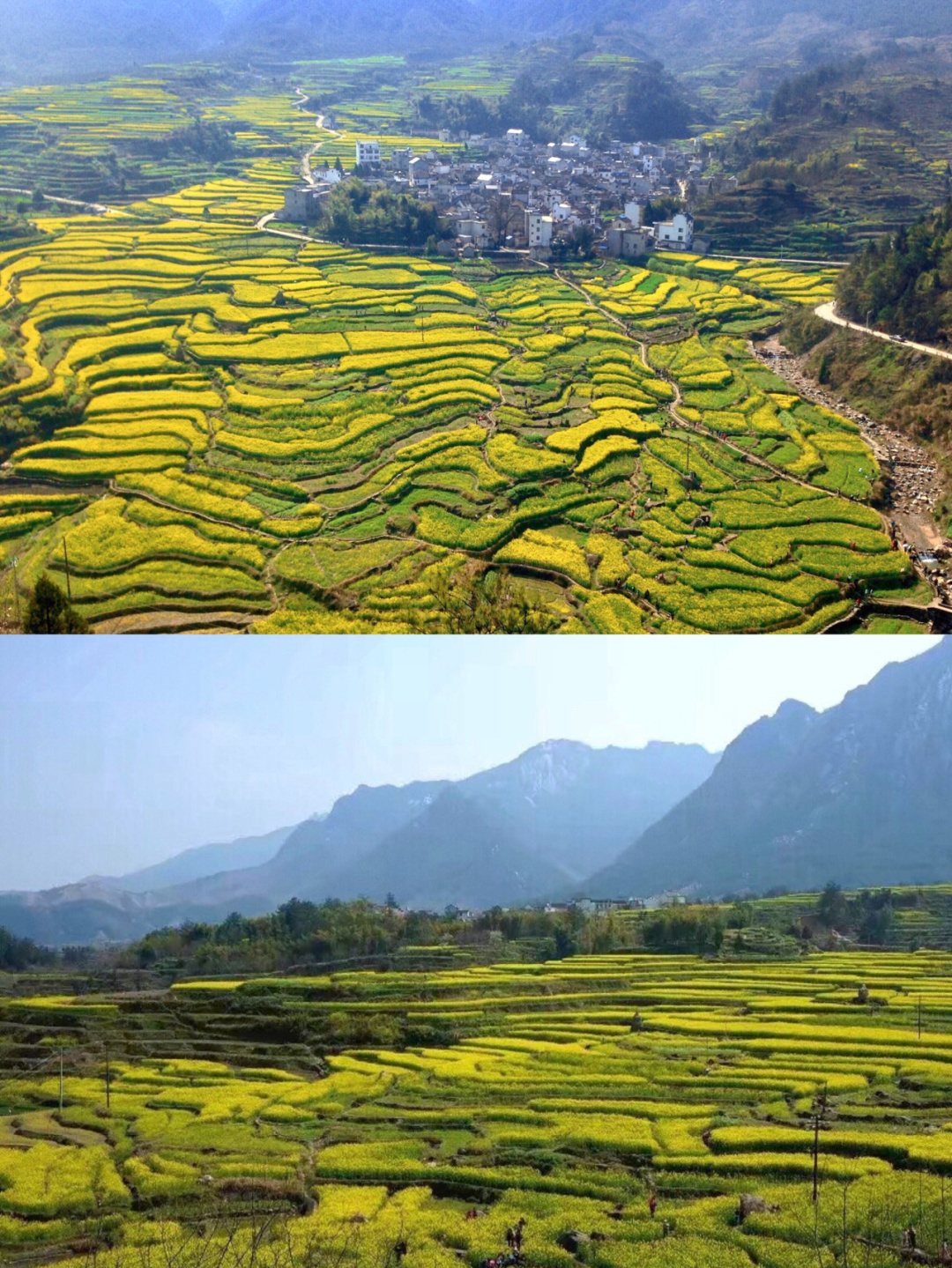 98小众景点|绩溪家朋油菜花梯田|零门票