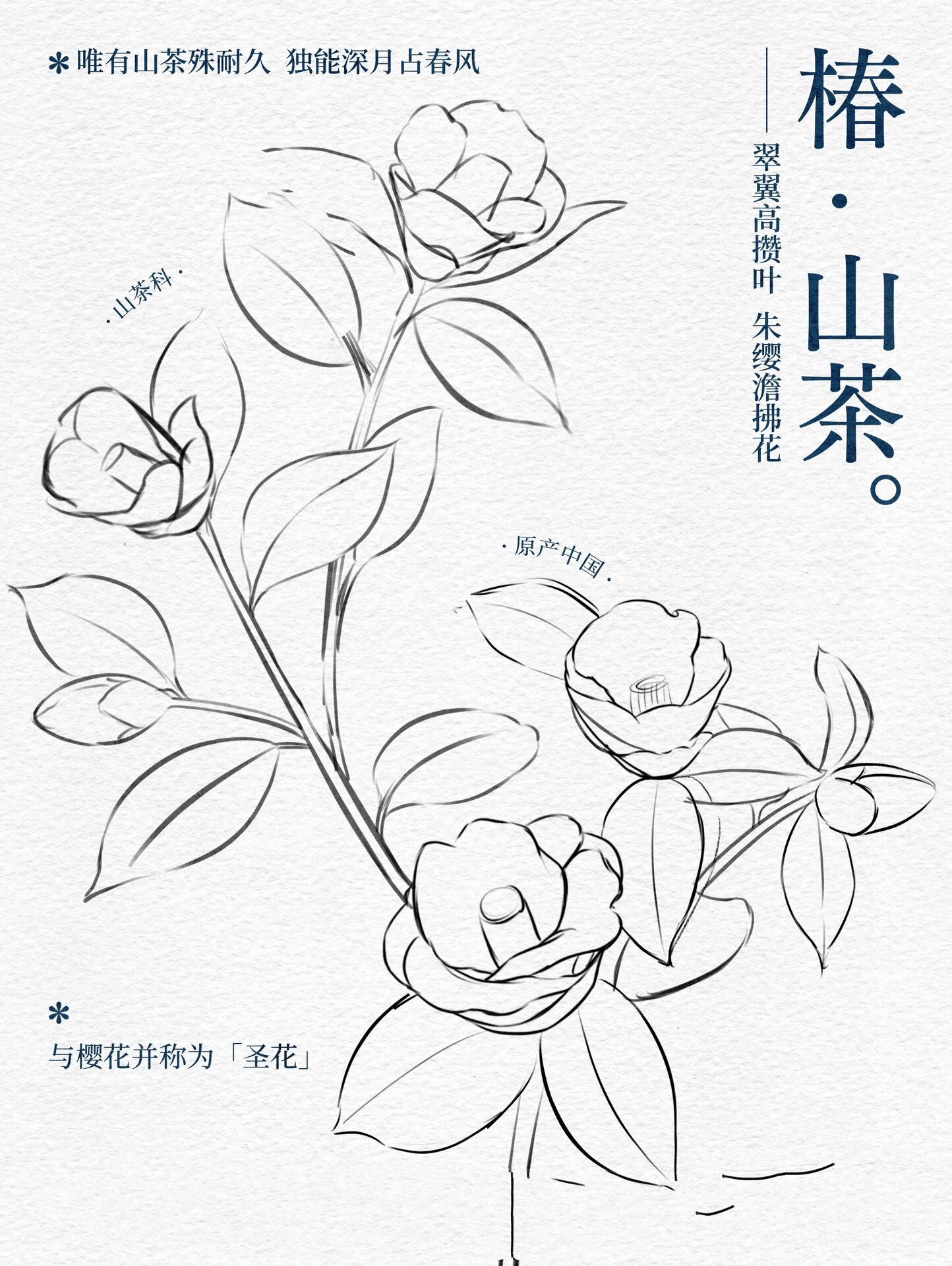 原创|山茶花插画|椿花