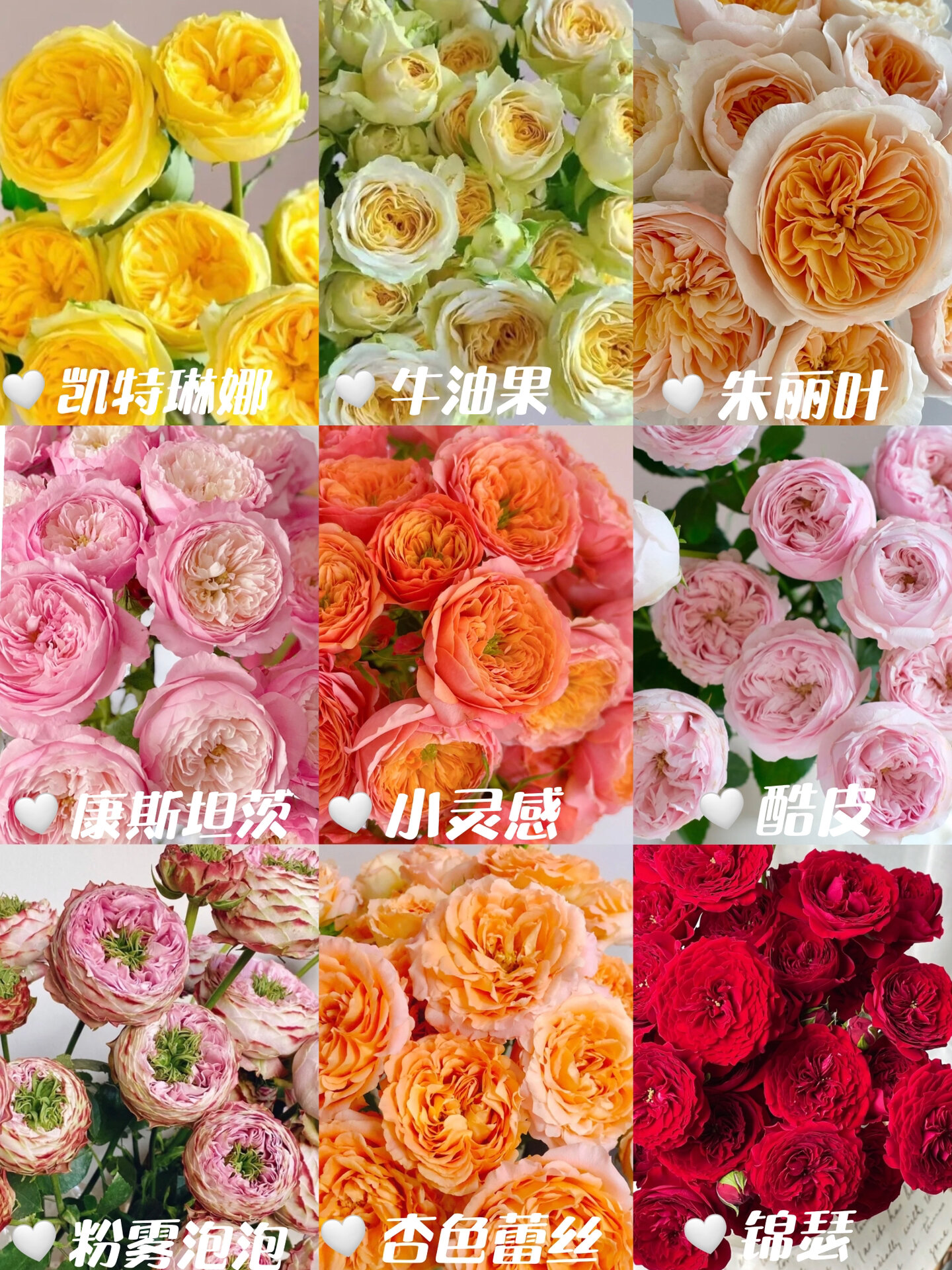 9款奥斯汀花型多头玫瑰