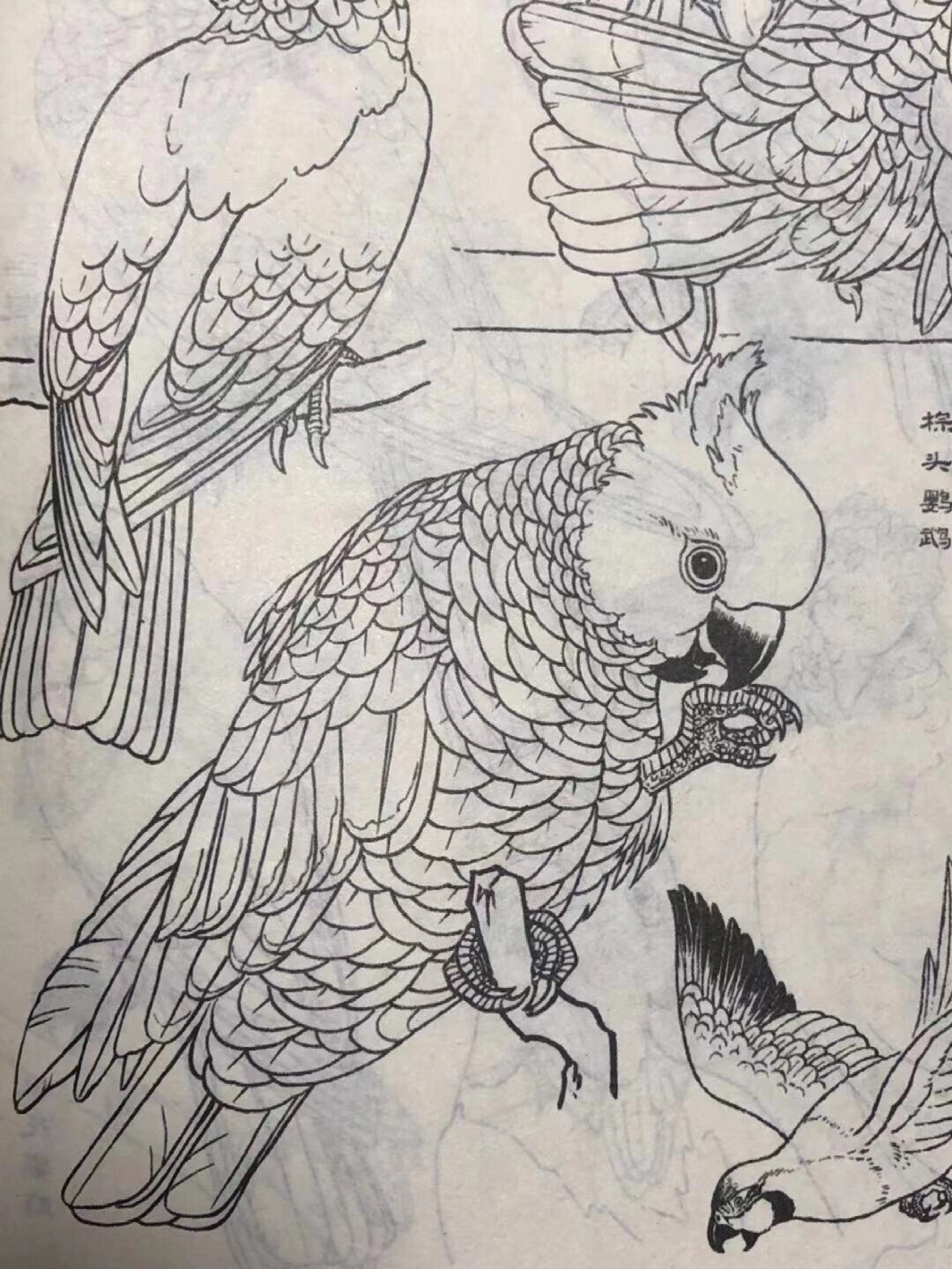 国画必学 白描线稿临摹 禽鸟 鹦鹉2