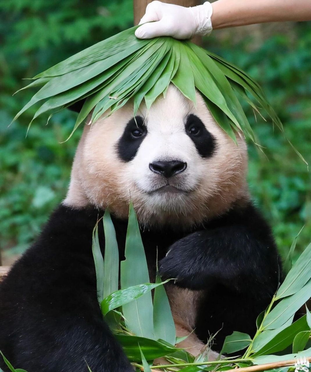 这几天看到福宝和妈妈分开独立的视频,真的很感慨,一眨眼福宝就长成