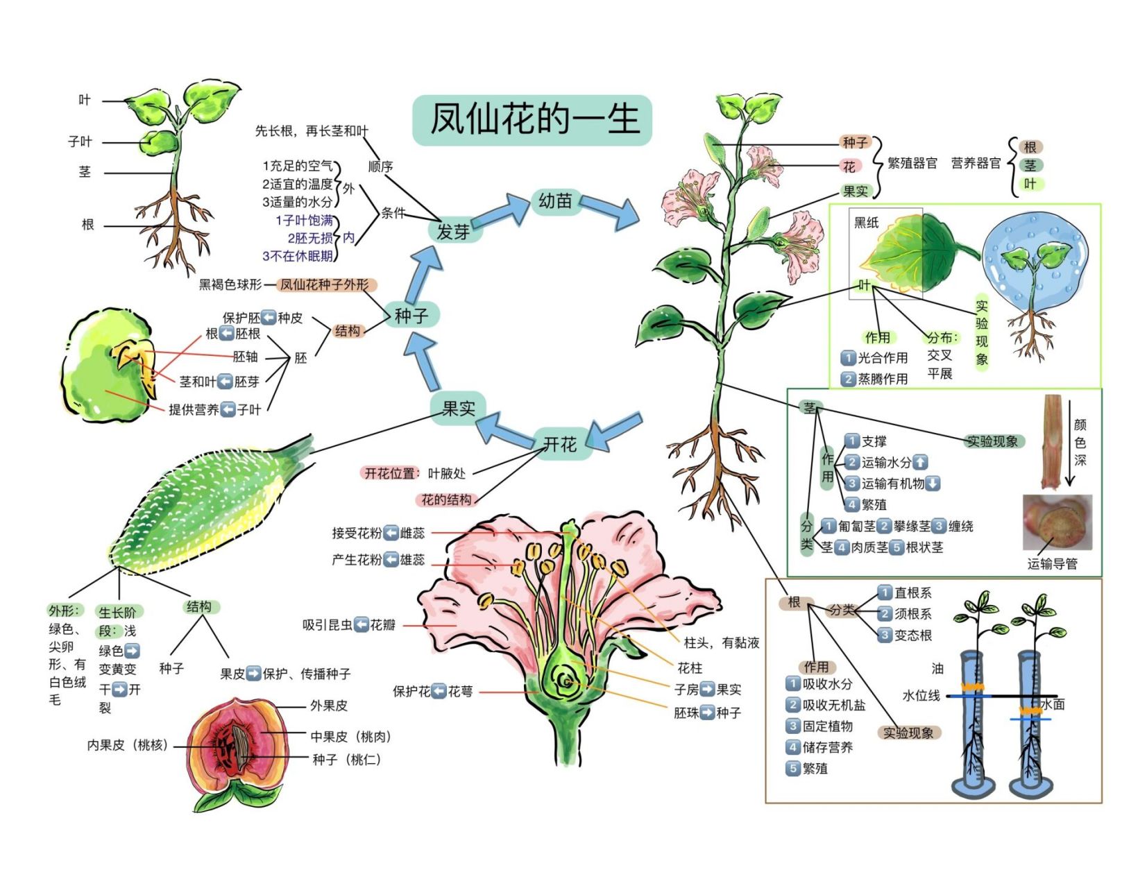 凤尾花图解大全图片