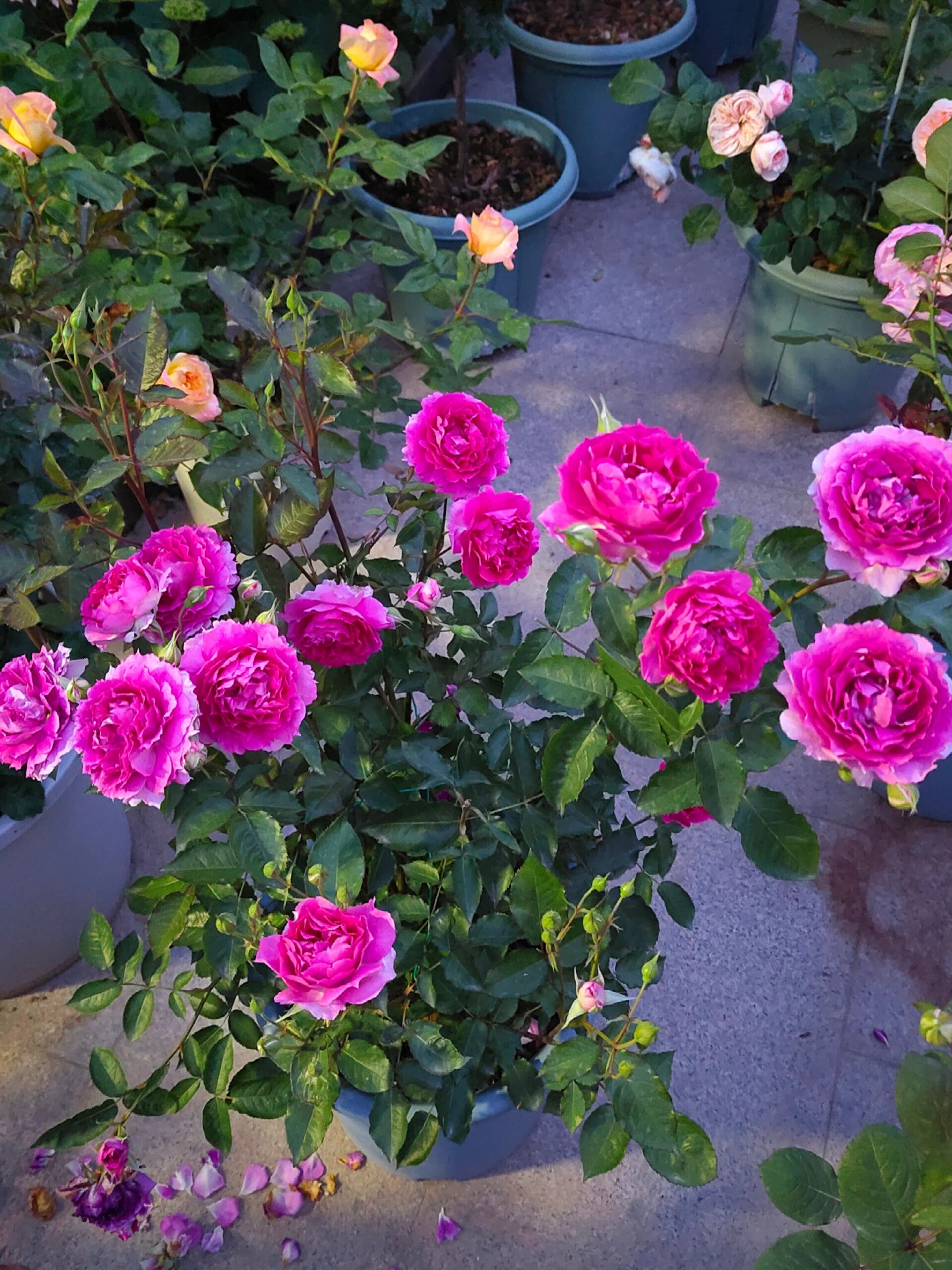 月季测评之 天方夜谭 日月中综合素质较高的品种,桃红色多头大花,芍药