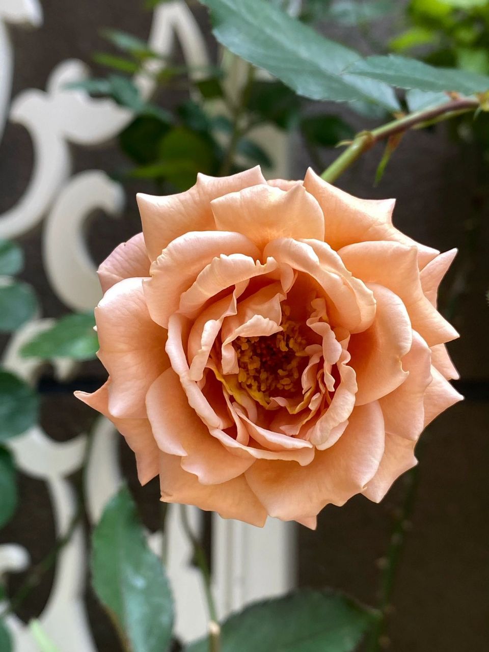 漂亮着装月季|这么复古的色调谁能不爱 超级爱了这个复古色 花朵也是