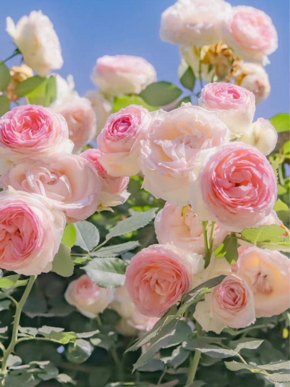 分享一组花花草草的手机壁纸98 高清手机壁纸 花花草草 美丽的事物