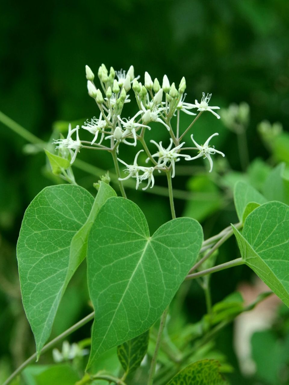秦皇岛植物|和萝藦傻傻分不清的鹅绒藤 时间:7月28日,8月13日 地点