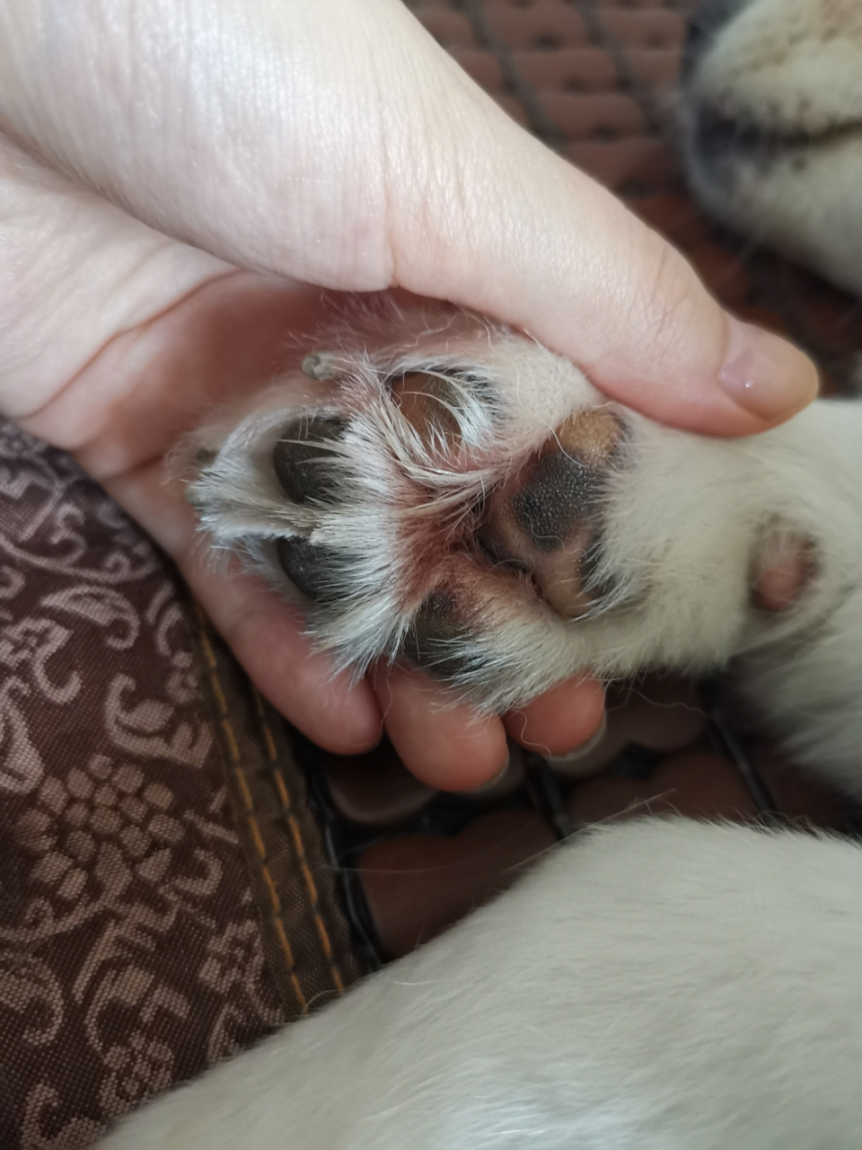 狗狗脚这样是趾间炎吗?