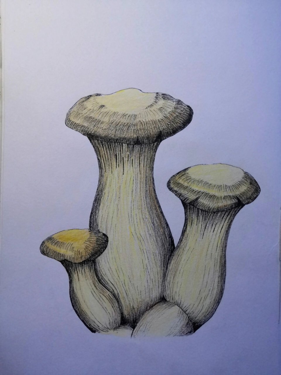 【学画】9～杏鲍菇 by: 《钢笔画手绘表现技法从入门到精通61植物卷