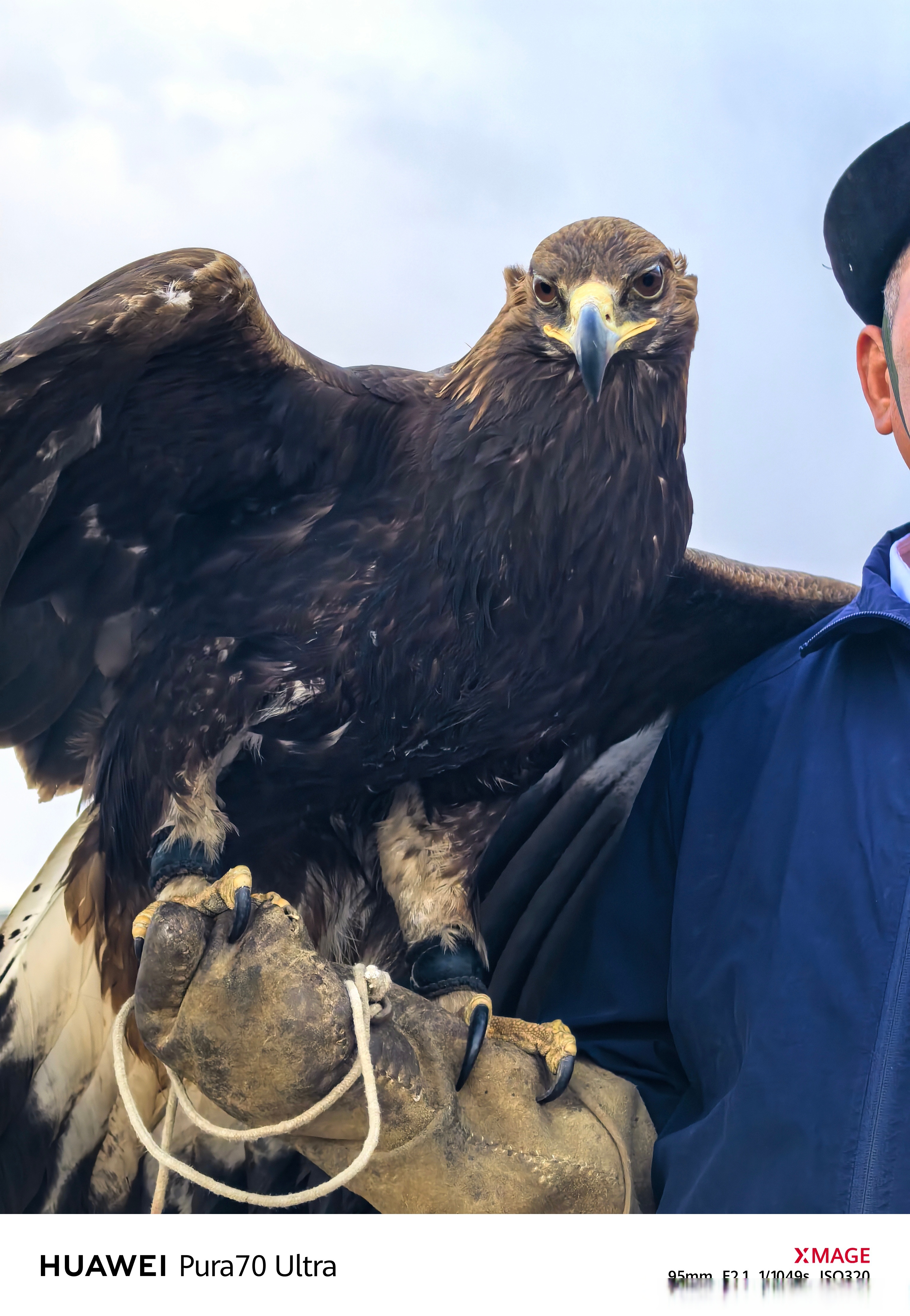 这些雄鹰,是高原上最自由,最骄傲的生灵,它们的每一次振翅,都仿佛在