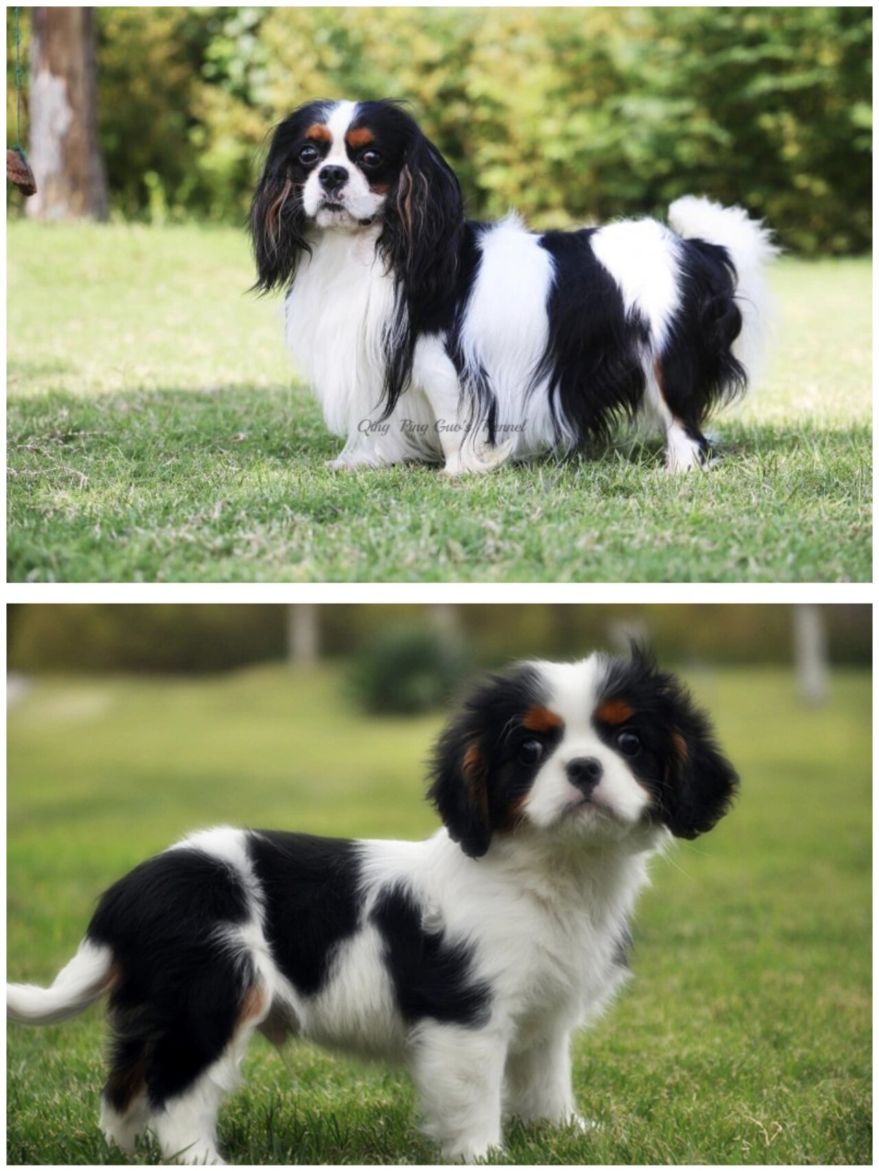 查理王小猎犬幼犬到成犬头版对比(二