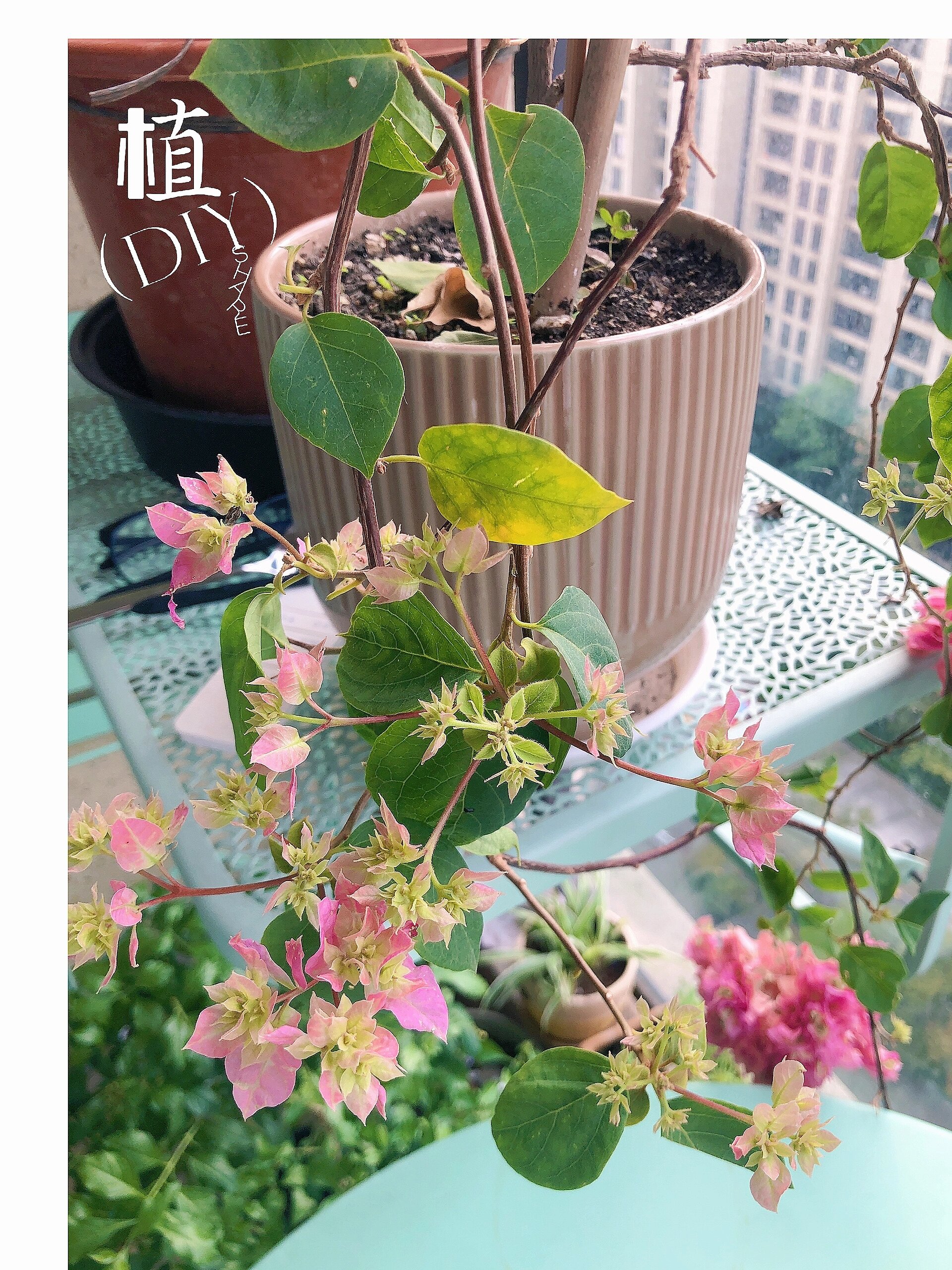 三角梅重瓣怡景