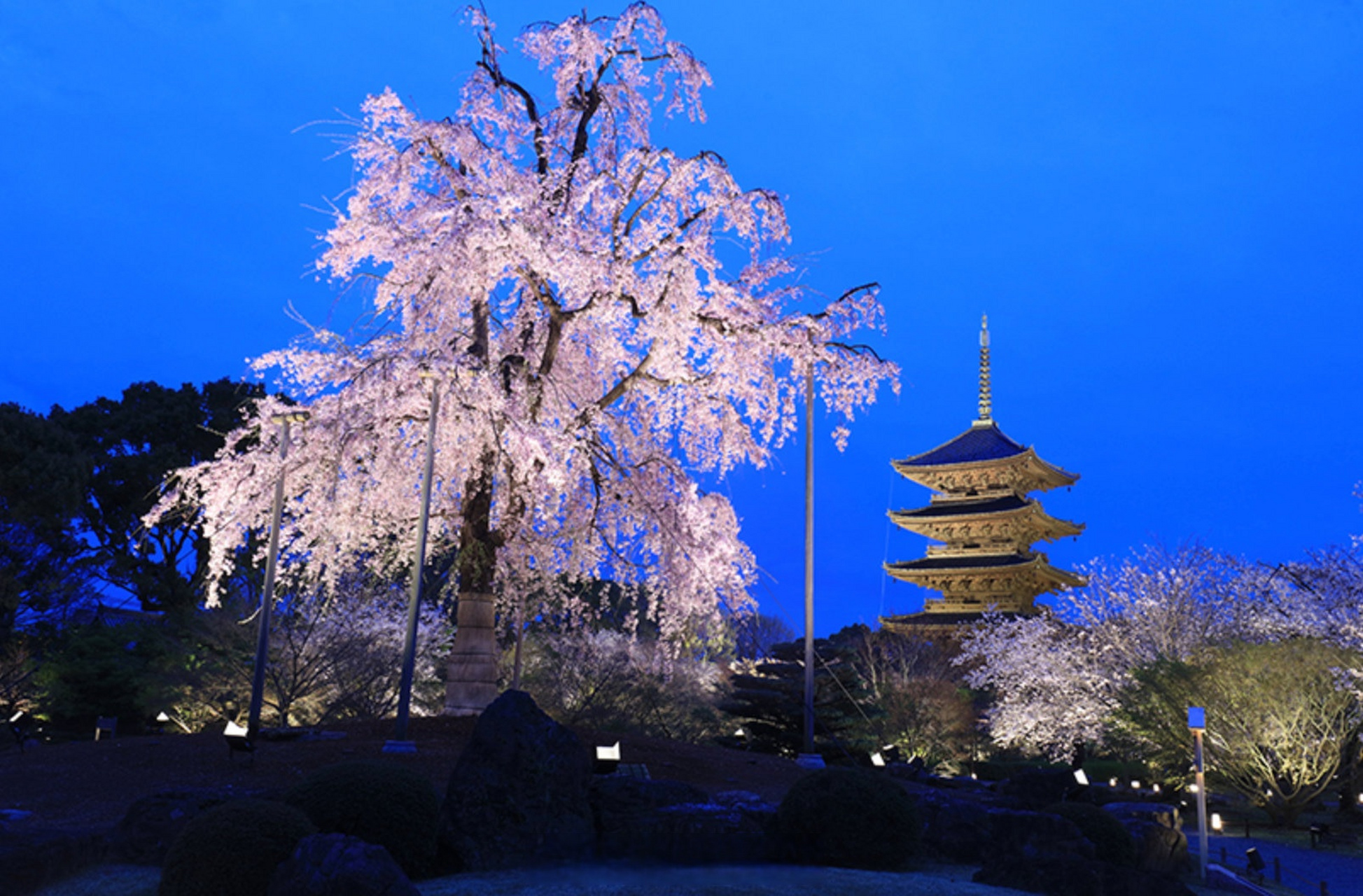 京都的樱花季,除了白天看樱花外,夜樱也非常值得一看.