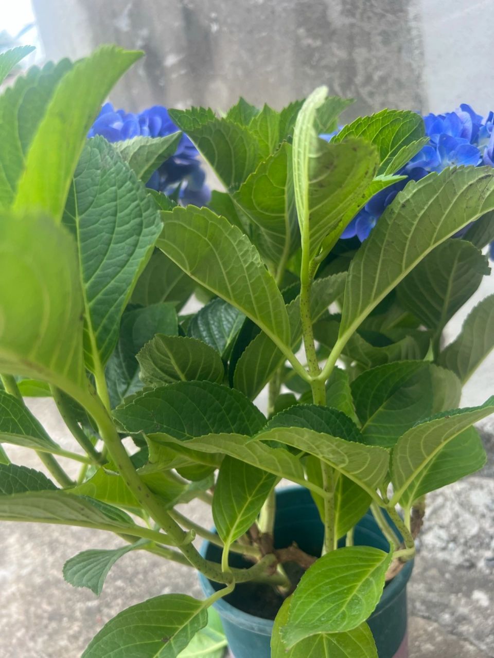 绣球花叶子太多了可以剪掉吗 刚买回来的发现可能长得太好了叶子太多