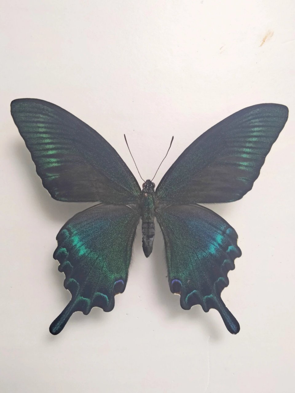 绿带翠凤蝶夏型 四只雄蝶,采集自黑龙江.