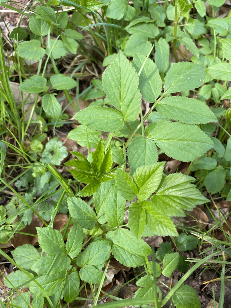 大山里的野芹菜 老山芹或者野芹菜就是它了,有欧芹和香菜的味道.