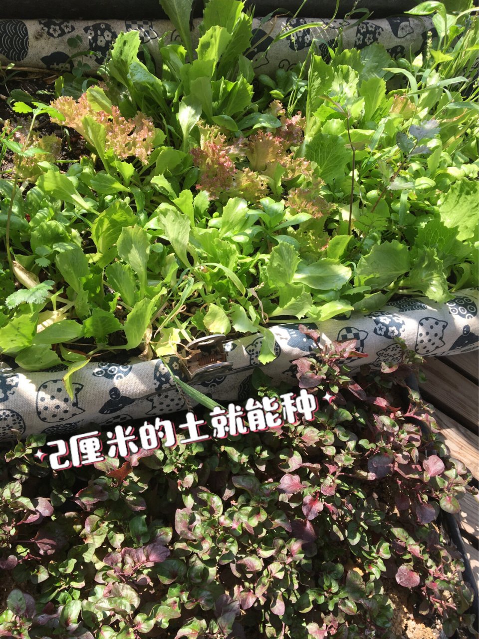 阳台种菜不需要每年播种的蔬菜台湾枸杞菜 加入多年生蔬菜,种植这个