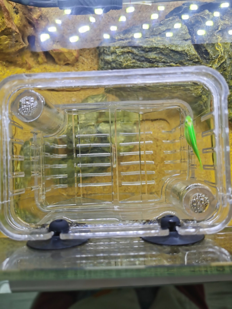 求助如何判断热带鱼是否怀孕? 有没有懂的鱼友帮忙看看是不是怀孕了?