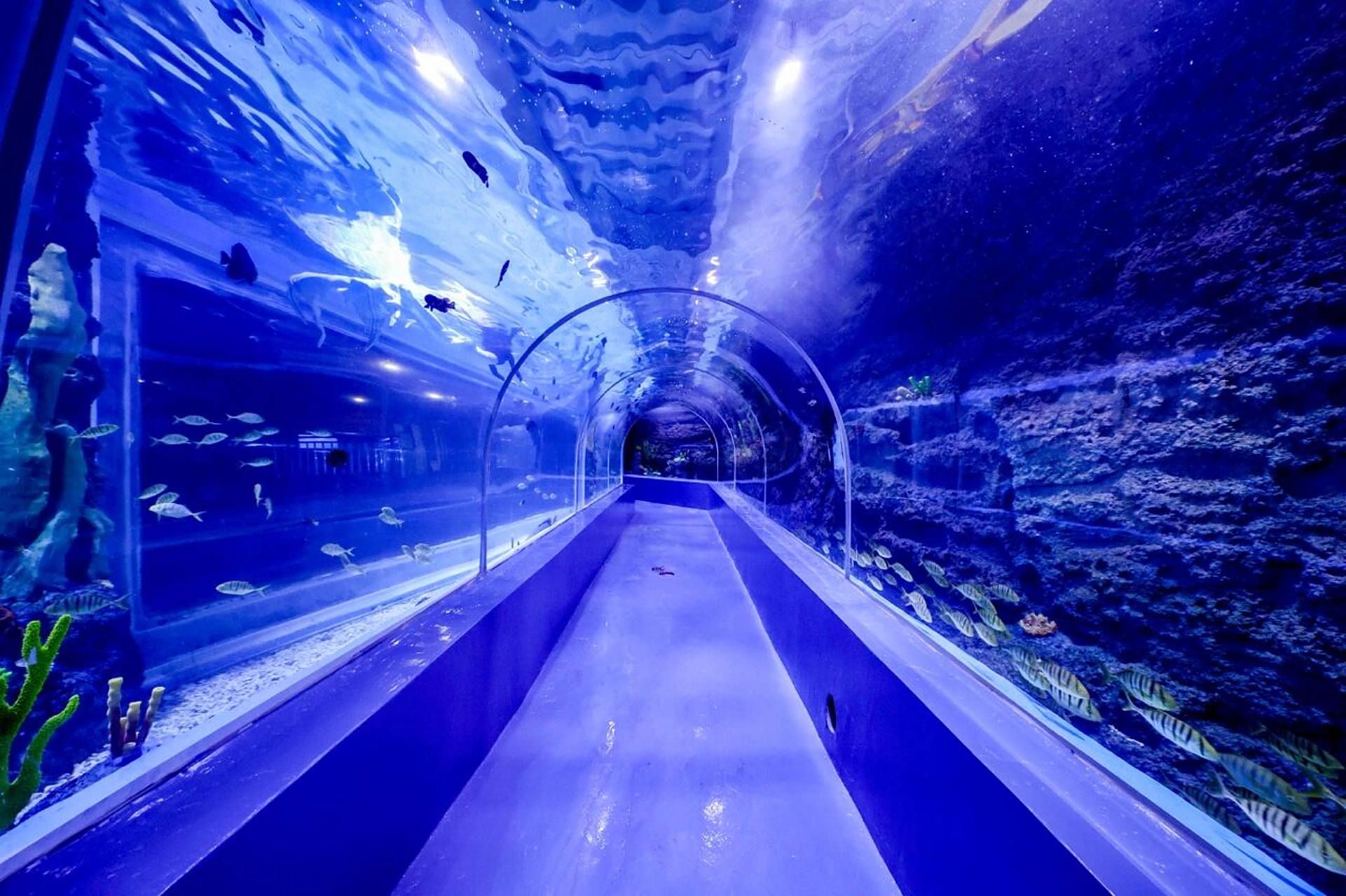 深圳观澜海洋世界与鲨同游海底隧道.